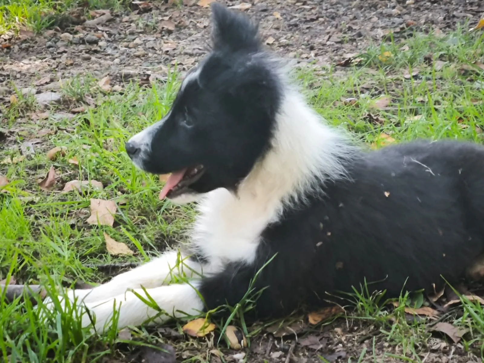 Cachorros de Border Collie en adopción en Lugo, Galicia: adopta un cachorro de un refugio del norte de España.-4.jpeg