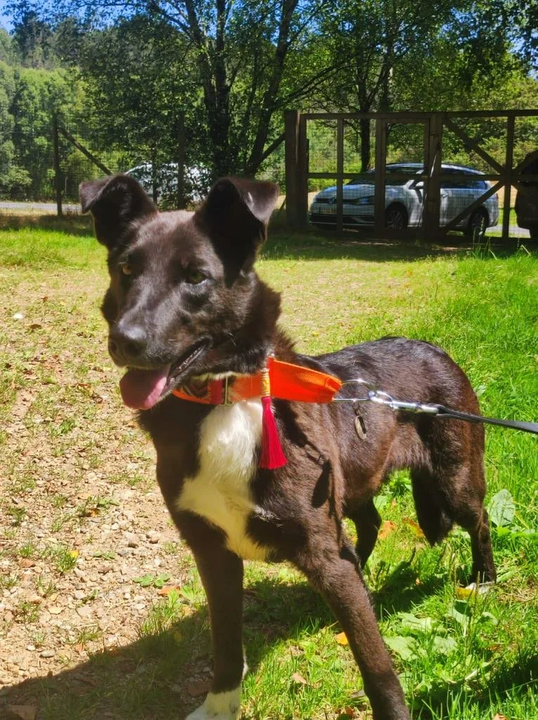 Foto de Daneris, un perro blanco y negro de 3 años disponible para adopción en Animals Help, Protectora de Xermade, en Lugo, Galicia. Adopta un perro, ayuda a que los perros se queden en España.