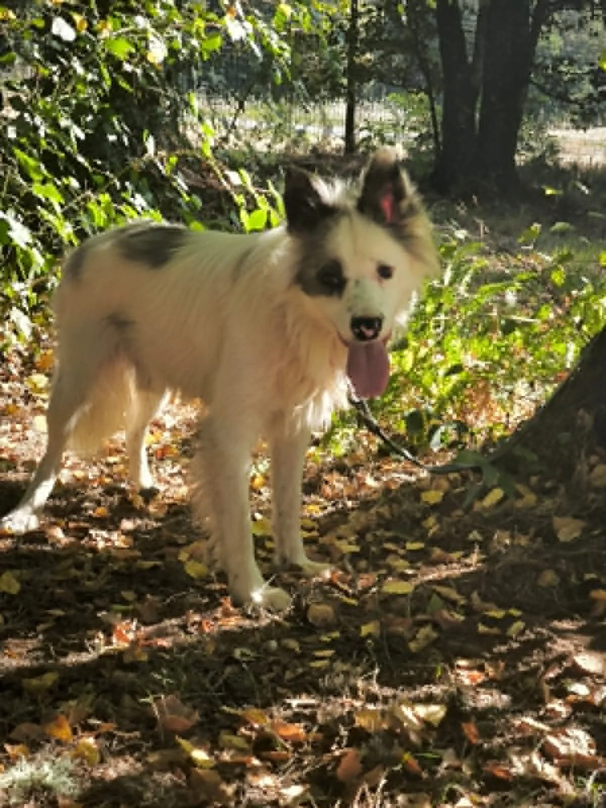 Bryan-adoptar perro Galicia-perros en adopcion Lugo Galicia-Adoptar perro-Protectora de Xermade-12.jpg
