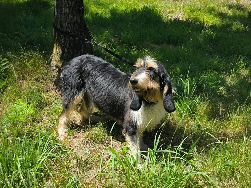 Foto de Rus, un perro grifón disponible para adopción en Animals Help, Protectora de Xermade, en Lugo, Galicia. Adopta un perro, ayuda a los perros abandonados.