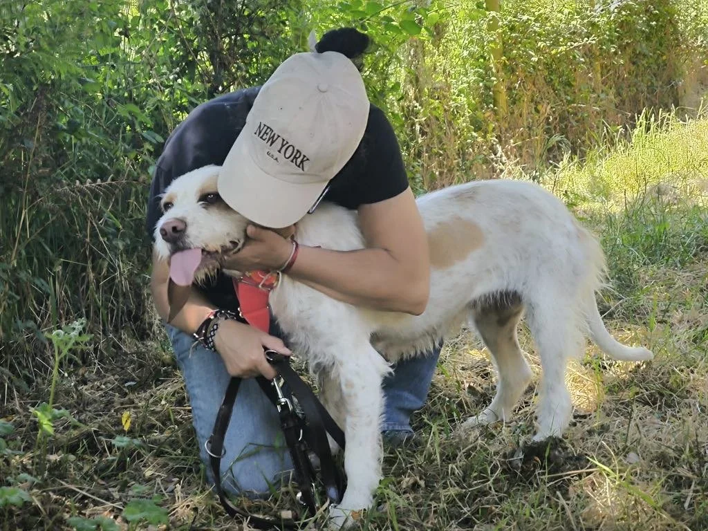 Lamparas-Adopta un sabueso-Adopta un perro de Lugo, Galicia-Ayuda a los perros callejeros, perros en adopción, adopta un perro, Protectora de Xermade, Animals Help5.jpeg