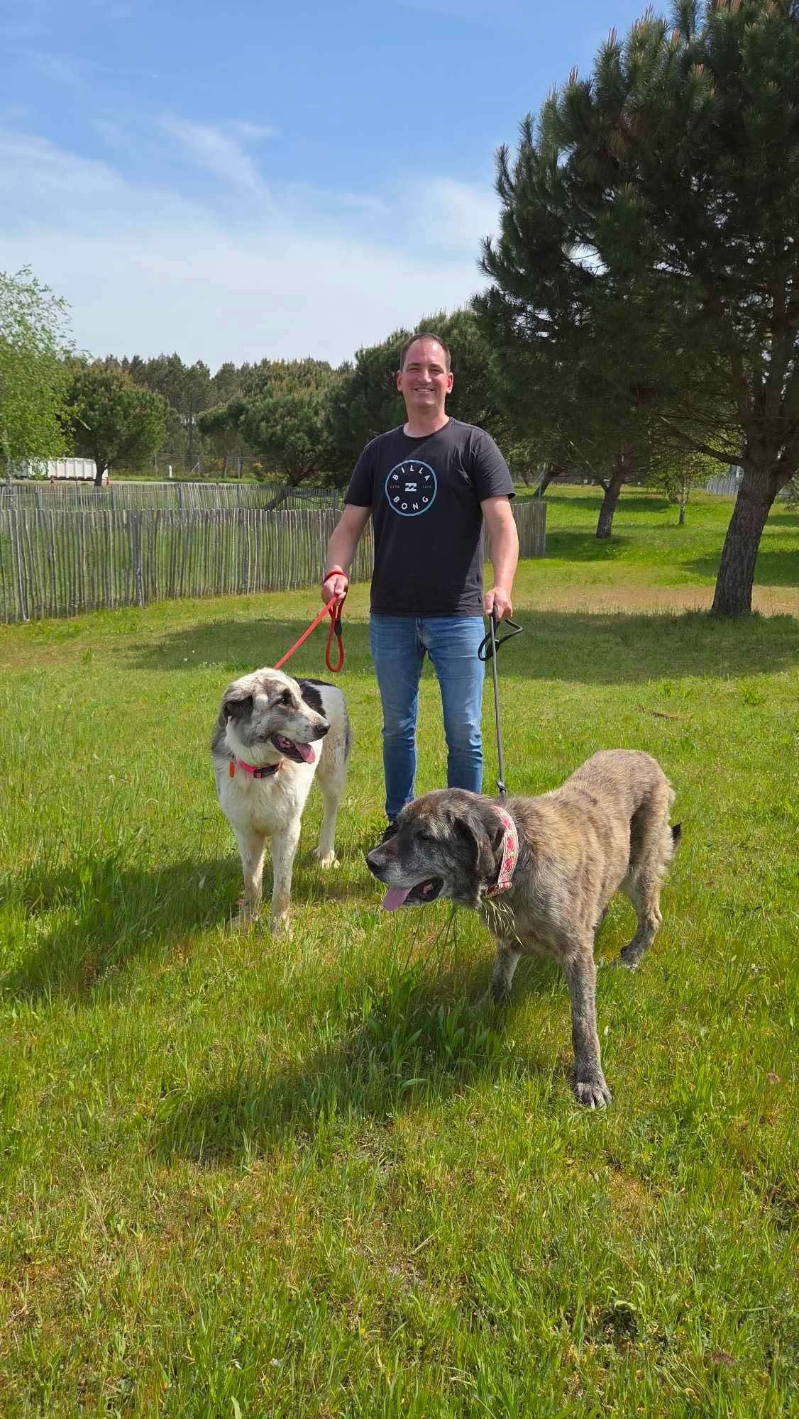 Foto de Apolo, un mastín español disponible para adopción en Animals Help, Protectora de Xermade, en Lugo, Galicia. Adopta un perro, ayuda a los perros abandonados.