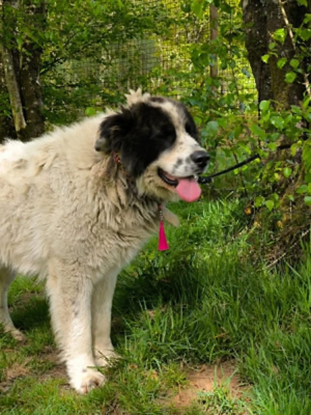 Salomon-perros en adopcion Lugo-adopte un perro lugo-Adoptar perro lugo-perros en adopcion Galicia-adoptar perro Galicia-Adopte un perro Lugo-Perros de refugio2.jpg