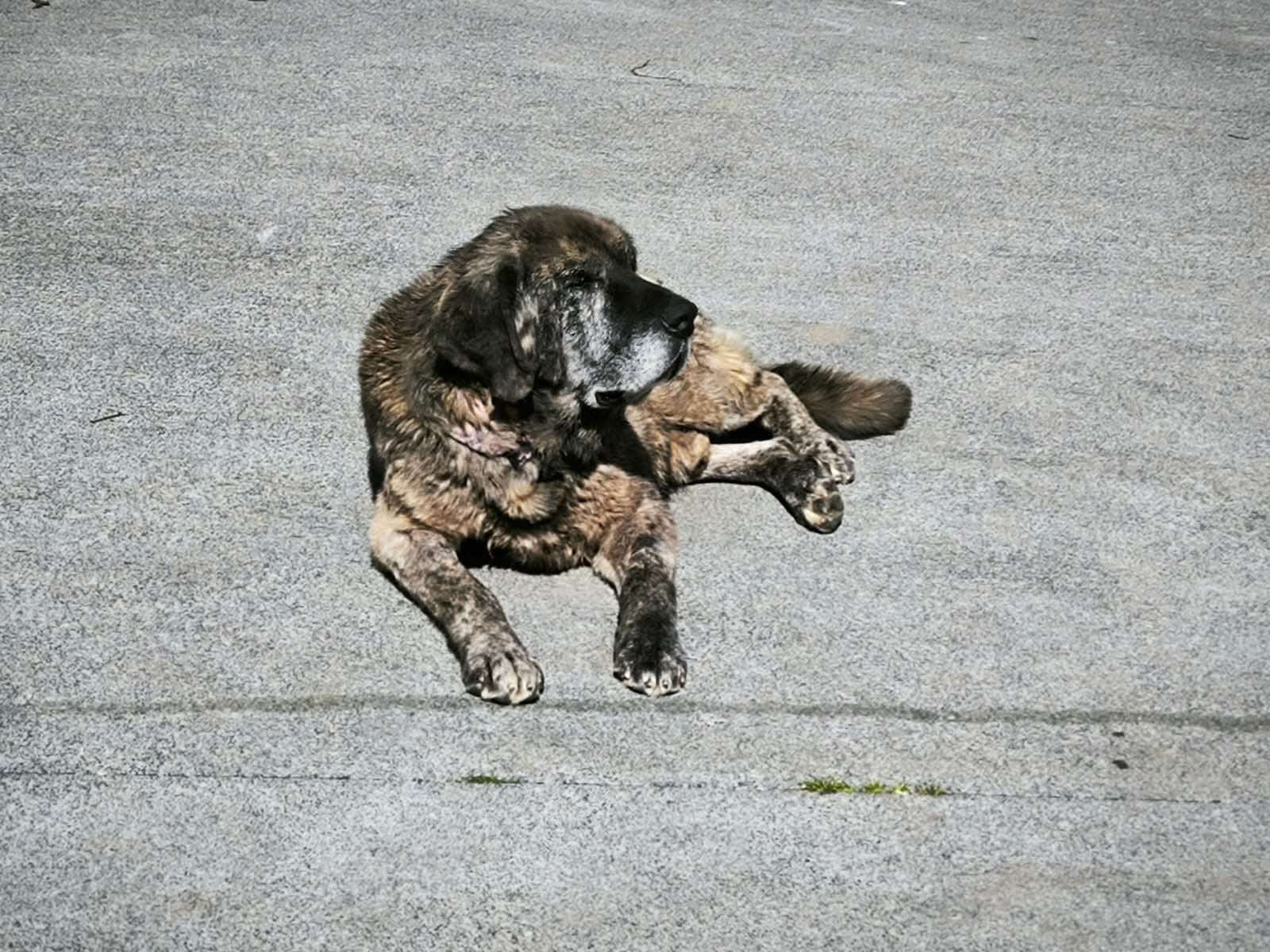 Foto de Apolo, un mastín español disponible para adopción en Animals Help, Protectora de Xermade, en Lugo, Galicia. Adopta un perro, ayuda a los perros abandonados.