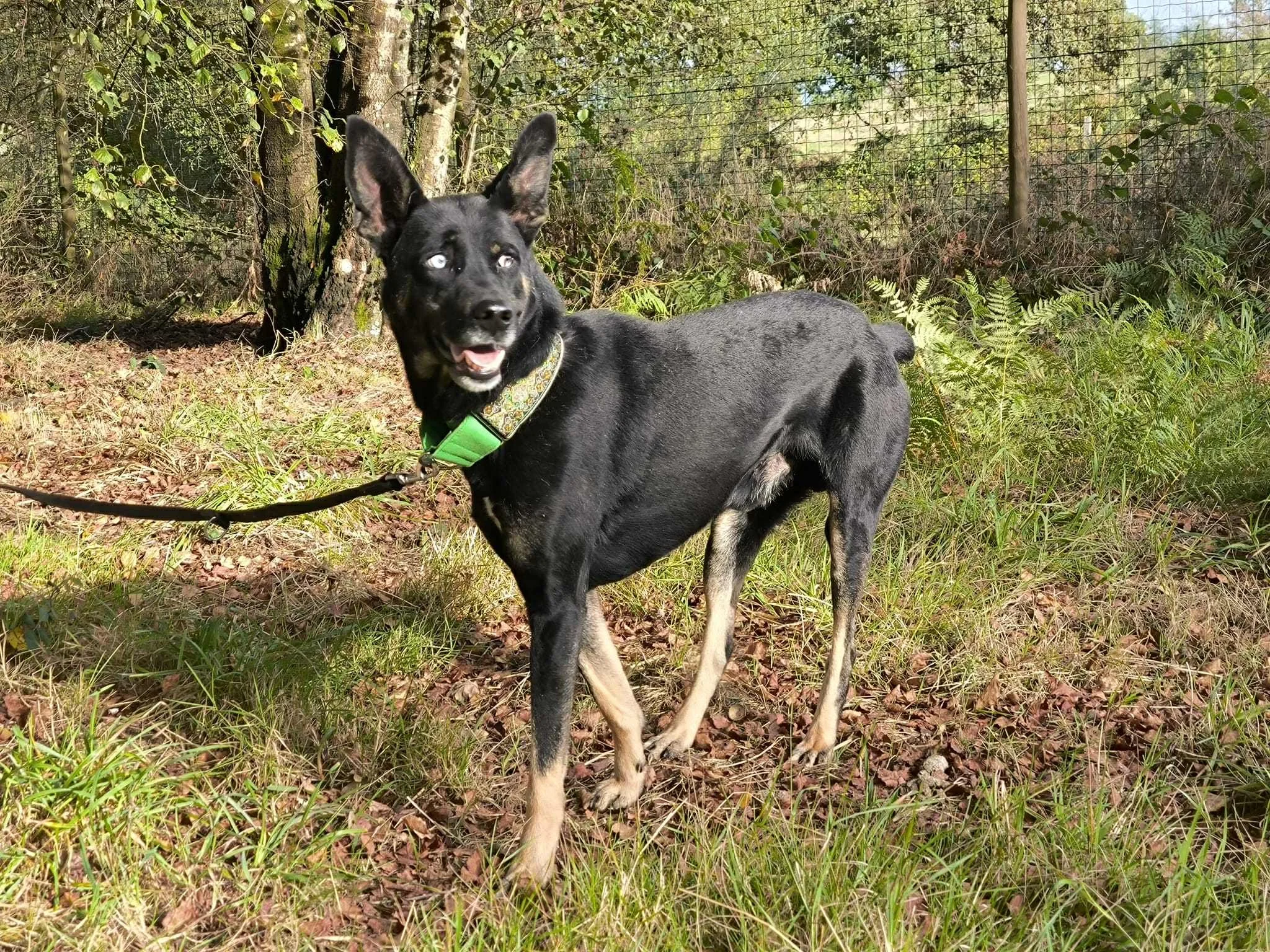 Foto de Lorca, un perro negro disponible para adopción en Galicia, España-adopción perros galicia-adopciones perros Lugo galicia, adoptar perro lugo