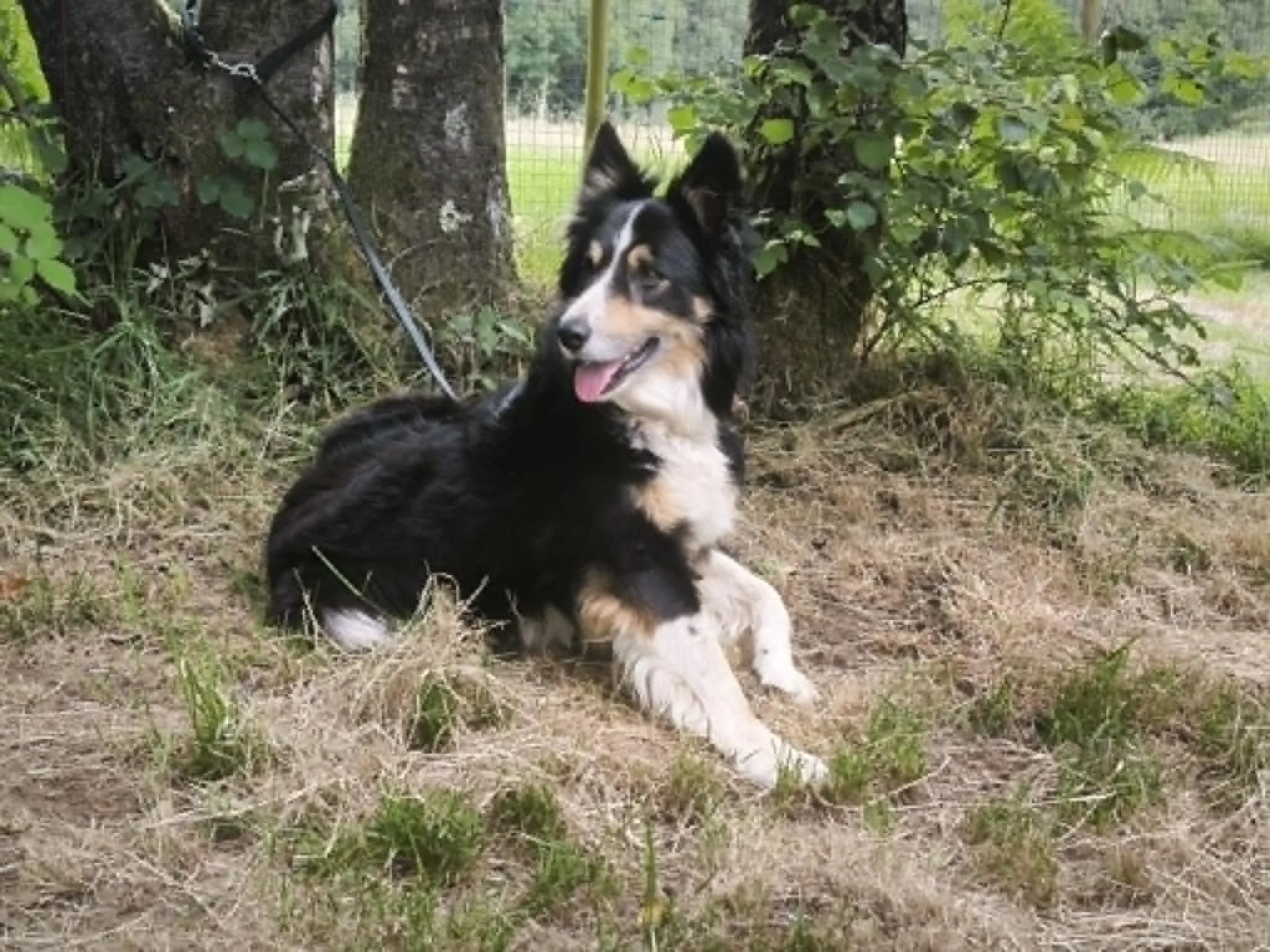 Luca-perros en adopcion Lugo-adoptar perro galicia-adopte un perro lugo-Adopte un perro lugo-perros en adopcion Lugo Galicia-Perros de refugio-Protectora de Xermade2.jpg