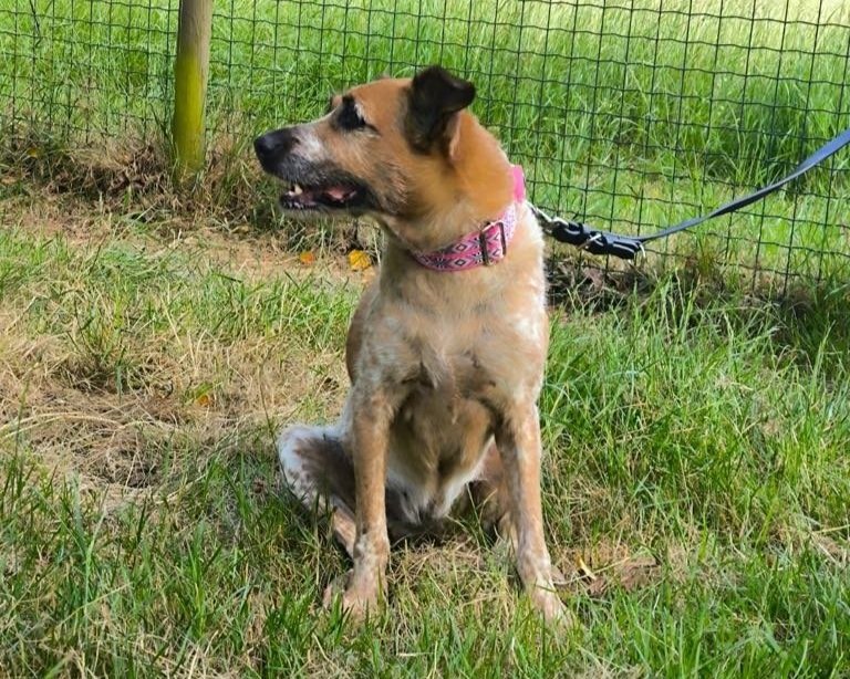 Foto de Libia, una perra de 9 años disponible para adopción en Animals Help, Protectora de Xermade, en Lugo, Galicia. Adopta un perro, ayuda a los perros abandonados.