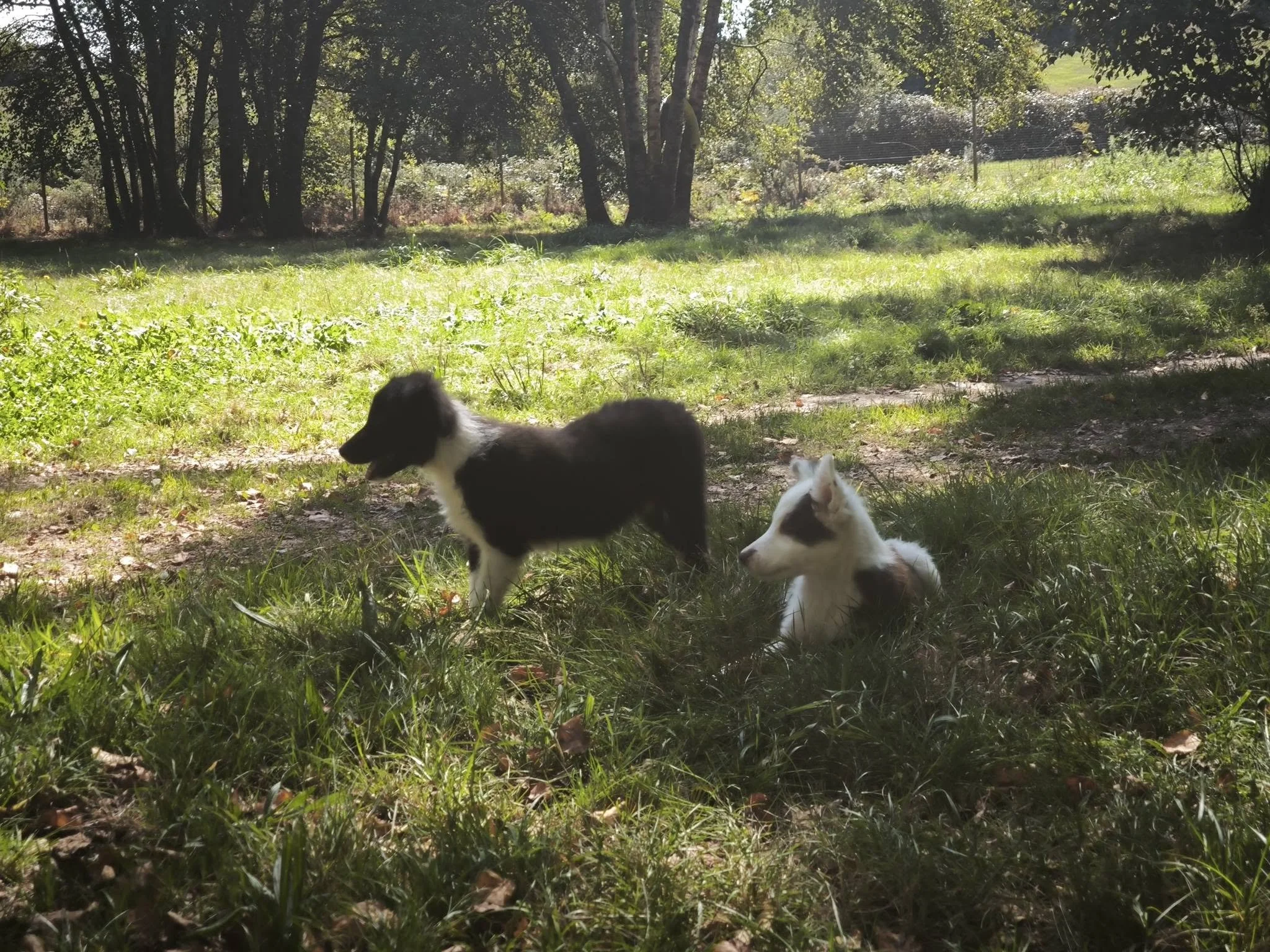 Cachorros de Border Collie en adopción en Lugo, Galicia: adopta un cachorro de un refugio del norte de España