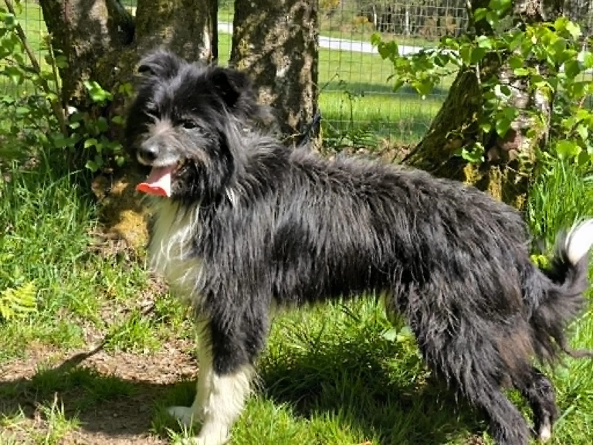 Vibbo-perros en adopcion Lugo-adopte un perro lugo-Adoptar perro lugo-perros en adopcion Galicia-adoptar perro Galicia-Adopte un perro Lugo-Perros de refugio4.jpg