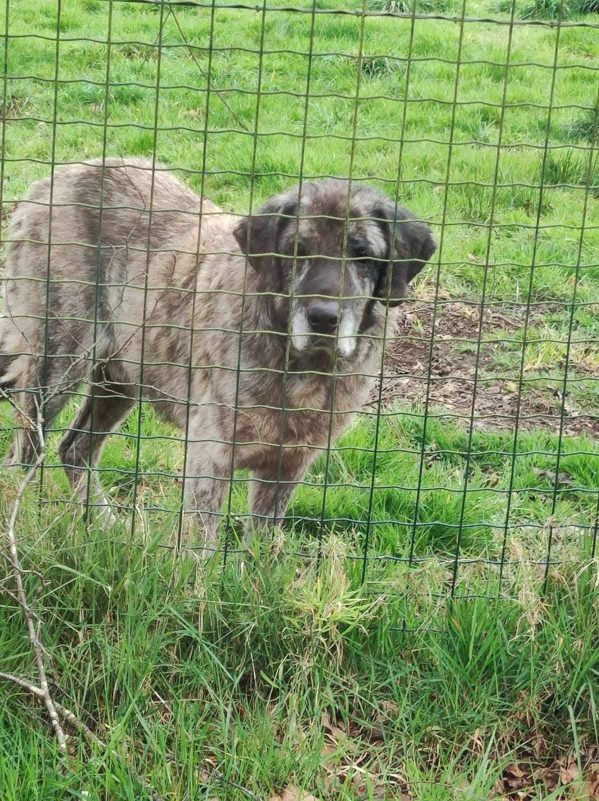 Foto de Apolo, un mastín español disponible para adopción en Animals Help, Protectora de Xermade, en Lugo, Galicia. Adopta un perro, ayuda a los perros abandonados.