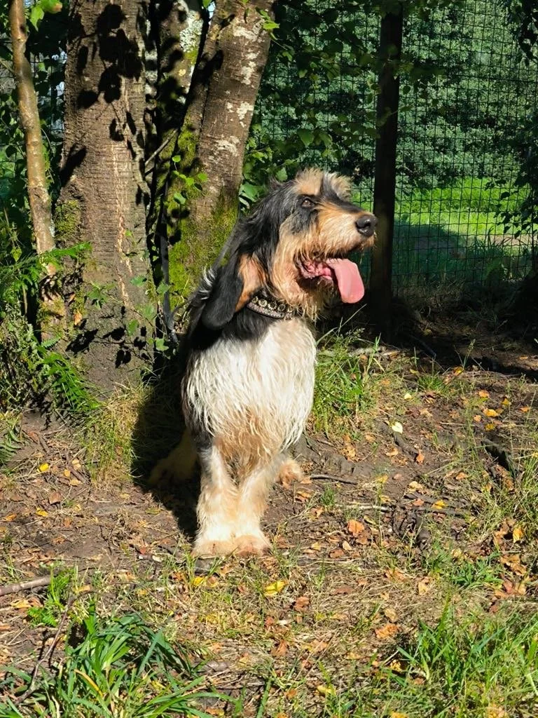 Foto de Rus, un perro grifón disponible para adopción en Animals Help, Protectora de Xermade, en Lugo, Galicia. Adopta un perro, ayuda a los perros abandonados.
