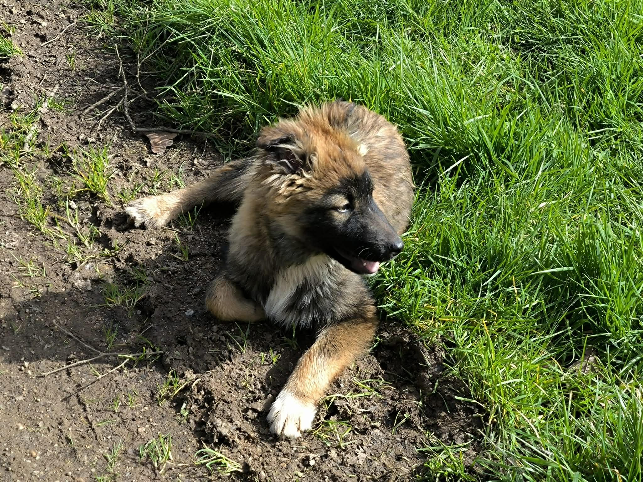 Cachorros de pastor belga disponibles para adoptar en Lugo, Galicia-Adopte un perro-perros de refugio-adopte un perro Lugo-adoptar  perro Galicia-perros en adopción galicia