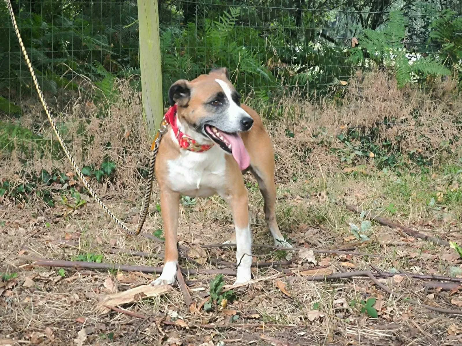 Puk-Adopta un perro-Adopta un perro de Lugo, Galicia-Ayuda a los perros callejeros, perros en adopción, adopta un perro, Protectora de Xermade, Animals Help