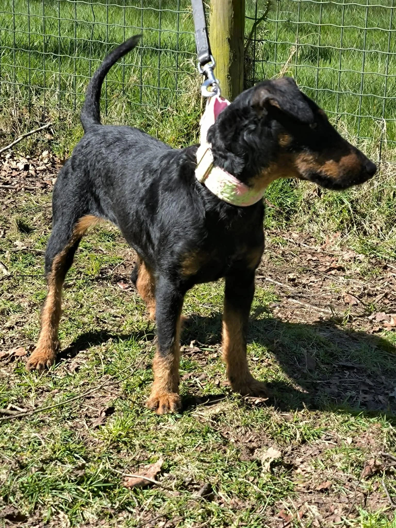 Adopte un perro Lugo-perros en adopcion Galicia-adoptar perro Galicia-Adopte un perro Lugo-perros en adopcion Lugo-Adoptar perro Lugo-Protectora en Xermade Lugo Galicia2.jpg