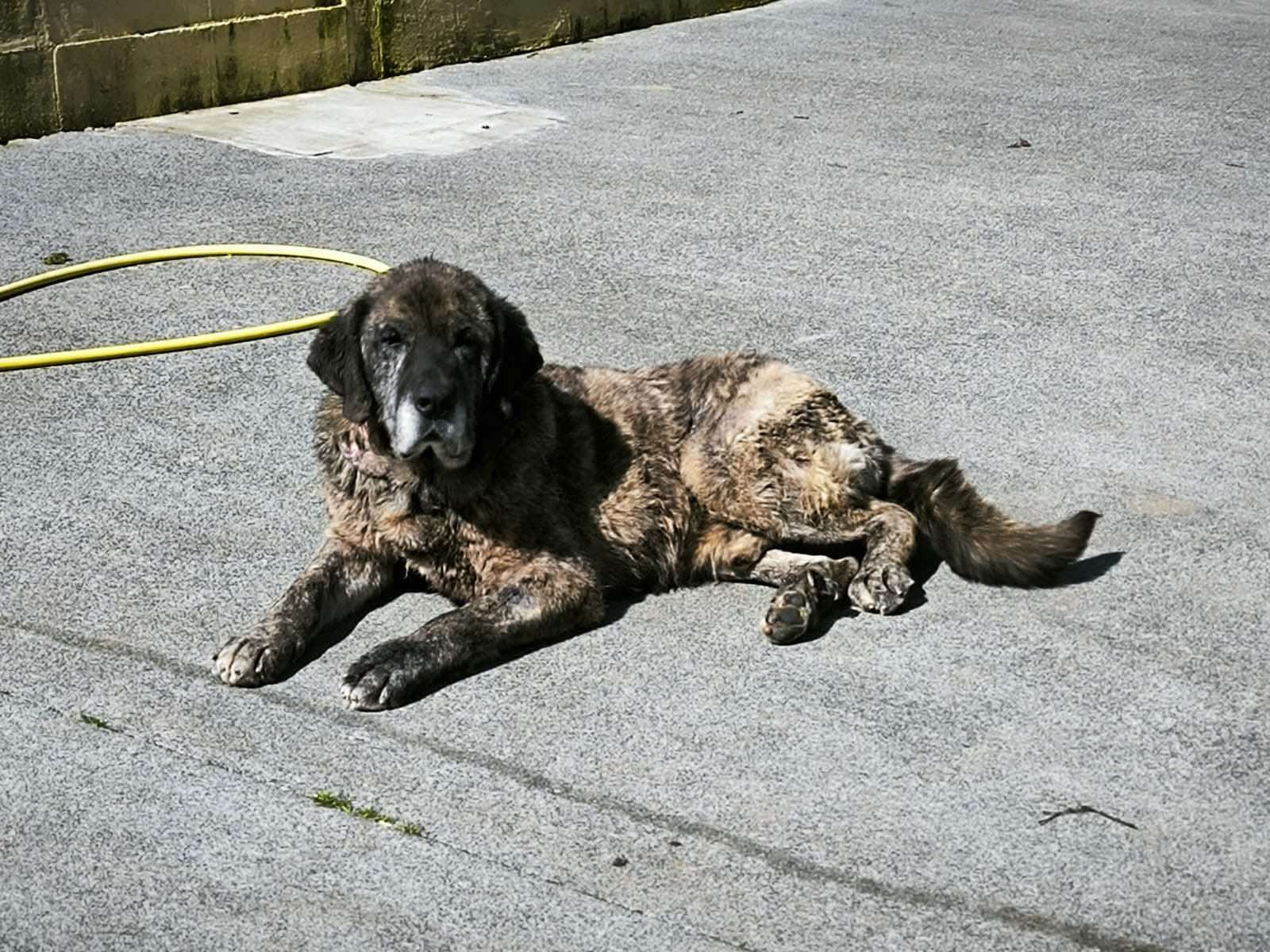 Foto de Apolo, un mastín español disponible para adopción en Animals Help, Protectora de Xermade, en Lugo, Galicia. Adopta un perro, ayuda a los perros abandonados.