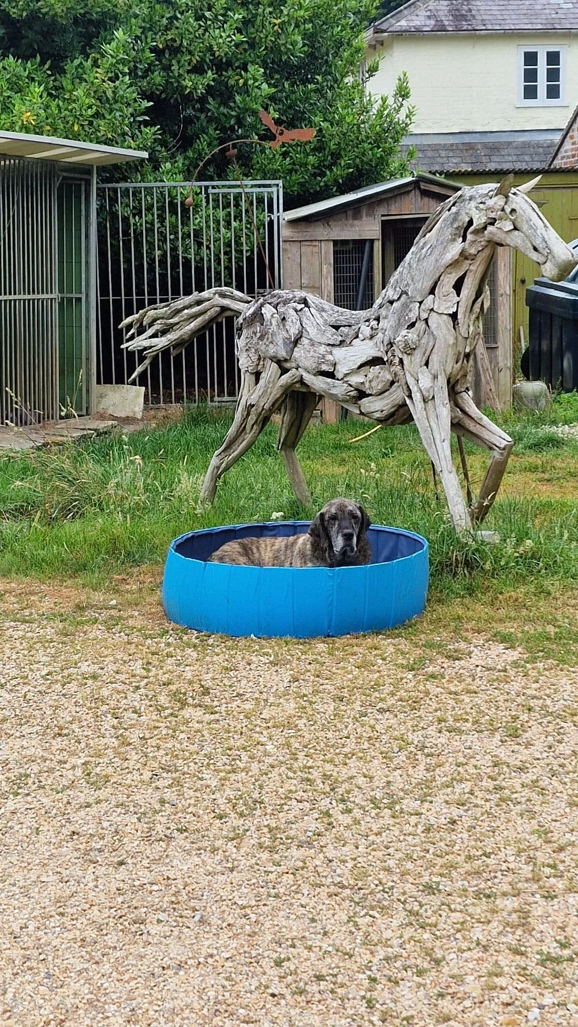 Apollo_adopt Spanish Mastin England UK Dorset adopt a senior dog rescue dog stray dog Spanish Happy Tails Rescue UK2.jpg