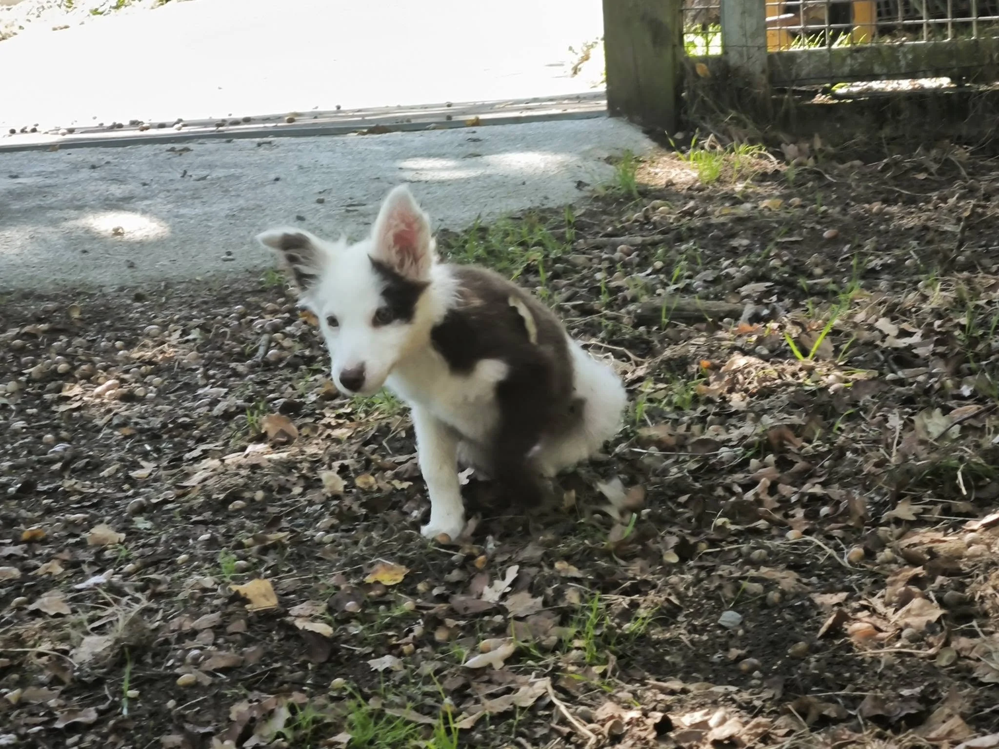Cachorros de Border Collie en adopción en Lugo, Galicia: adopta un cachorro de un refugio del norte de España