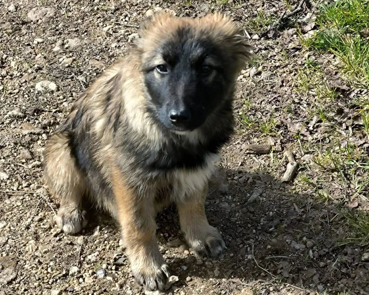Cachorros de pastor belga disponibles para adoptar en Lugo, Galicia-Adopte un perro-perros de refugio-adopte un perro Lugo-adoptar  perro Galicia-perros en adopción galicia