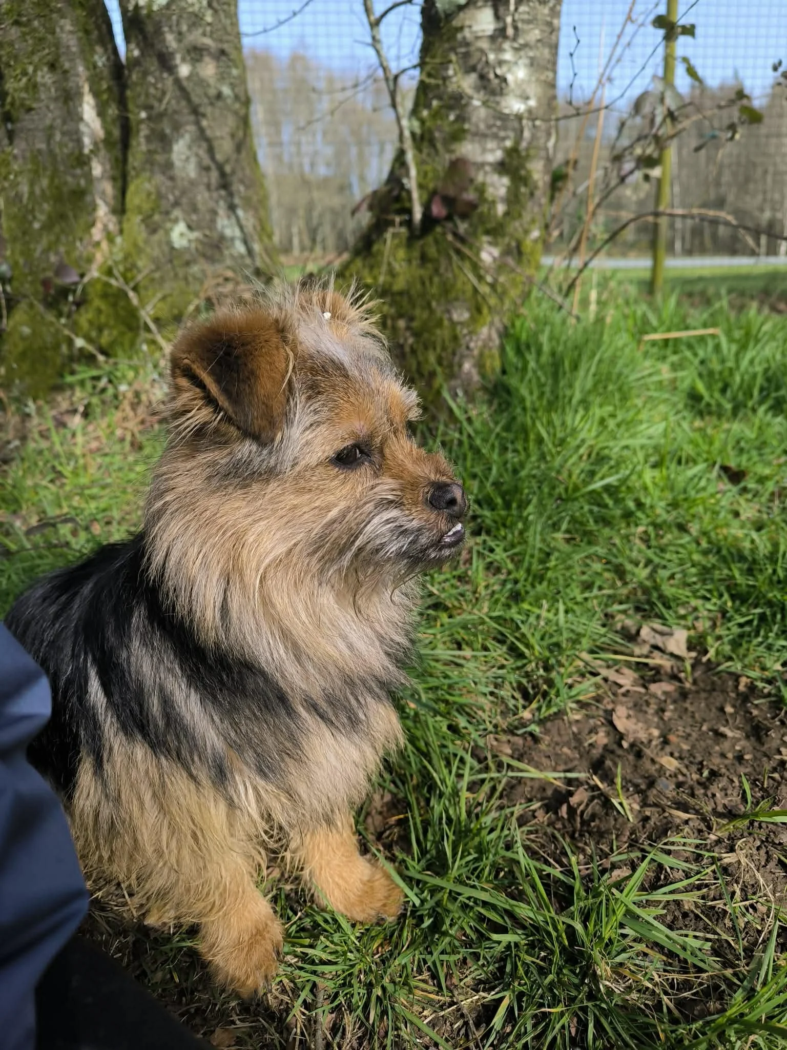 Adopta un perro pequeño en Galicia - adoptar un perro en Lugo - adopte un perro- perros en adopción - perros en adopción en Galicia - perros de refugio