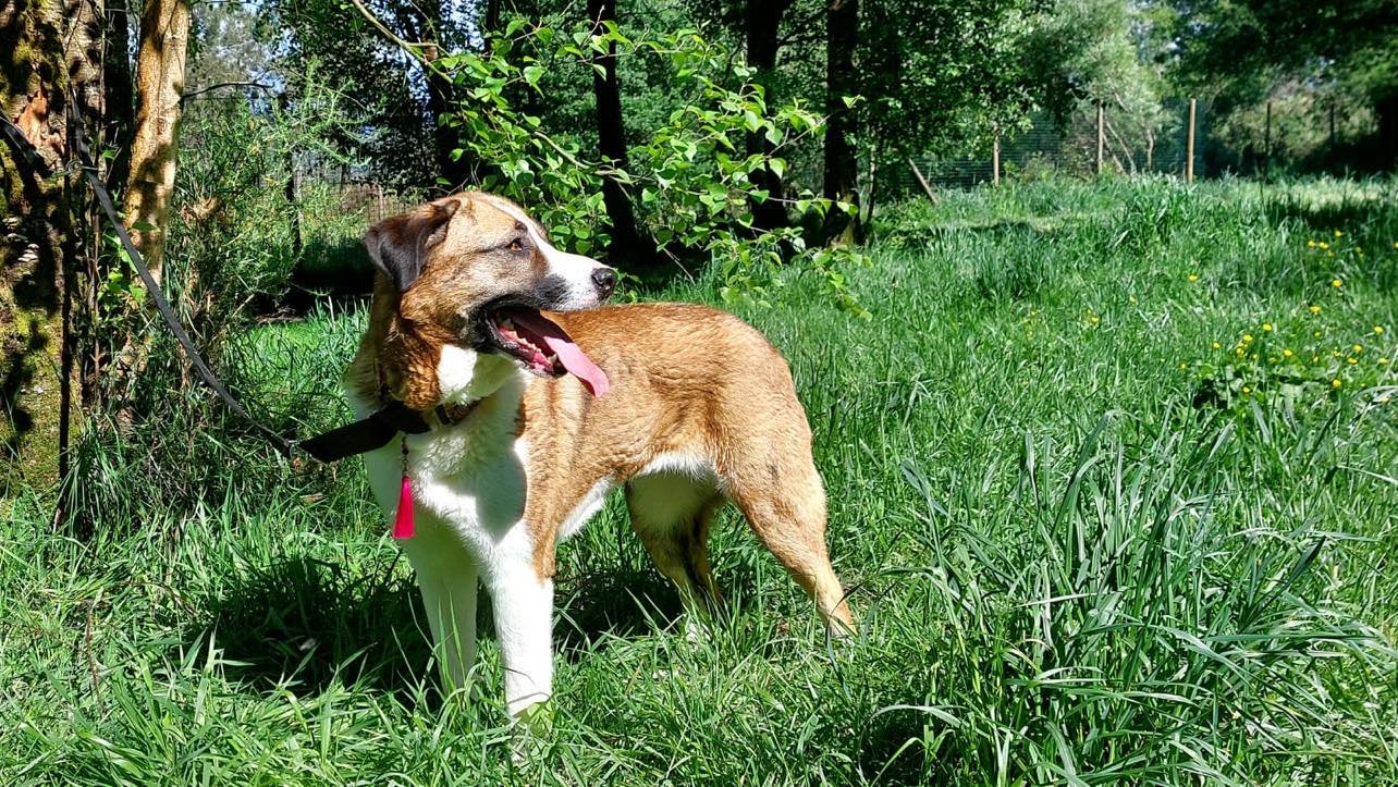 Adopta un perro Galicia Mastin Español Xermade Lugo Protectora de Animales de Xermade5.jpg