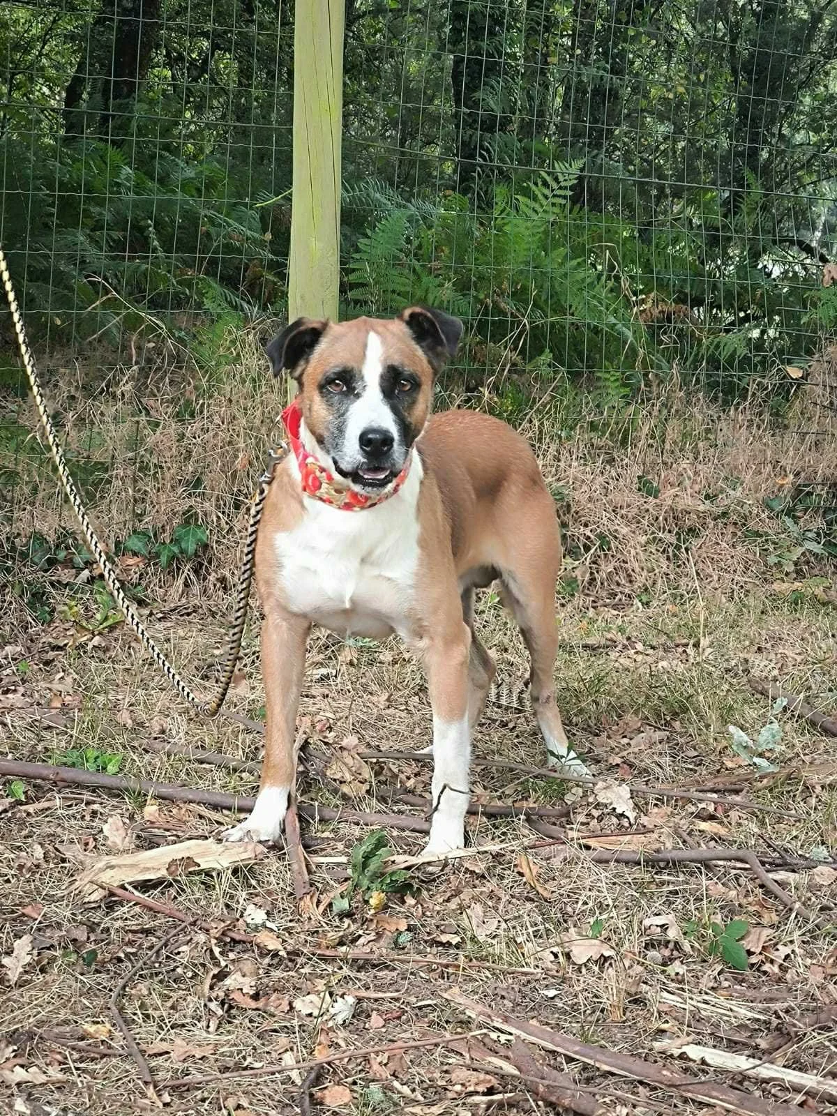 Puk-Adopta un perro-Adopta un perro de Lugo, Galicia-Ayuda a los perros callejeros, perros en adopción, adopta un perro, Protectora de Xermade, Animals Help