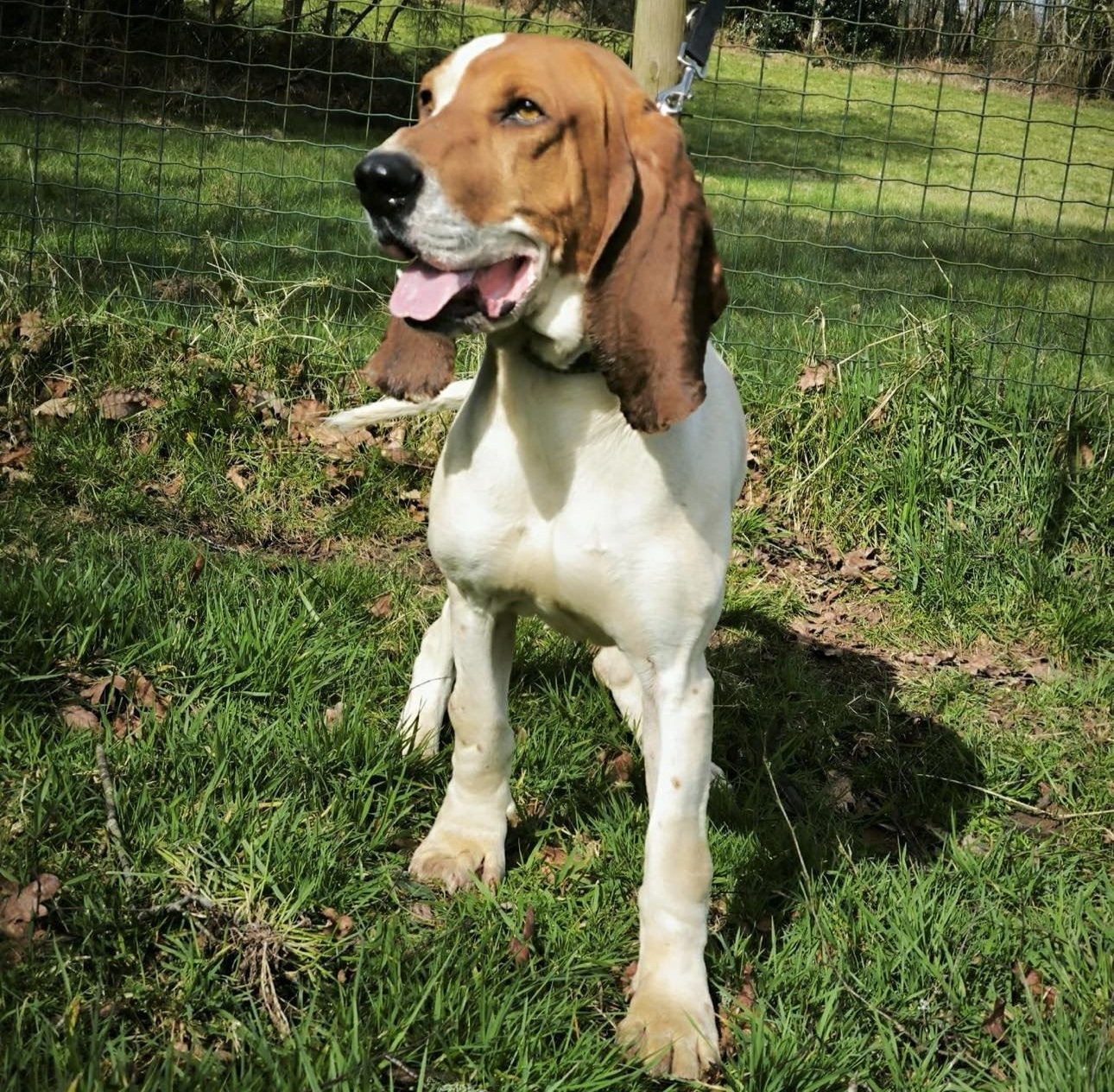 Buno+adopte+un+sabueso+perros+en+adopcion+Lugo-perros+en+adopcion+galicia-adoptar+perro+Galicia-perros+de+refugio-perros+en+adopcion+Lugo+Xermade-adoptar+perro+Galicia-peros+callejeros9.jpg