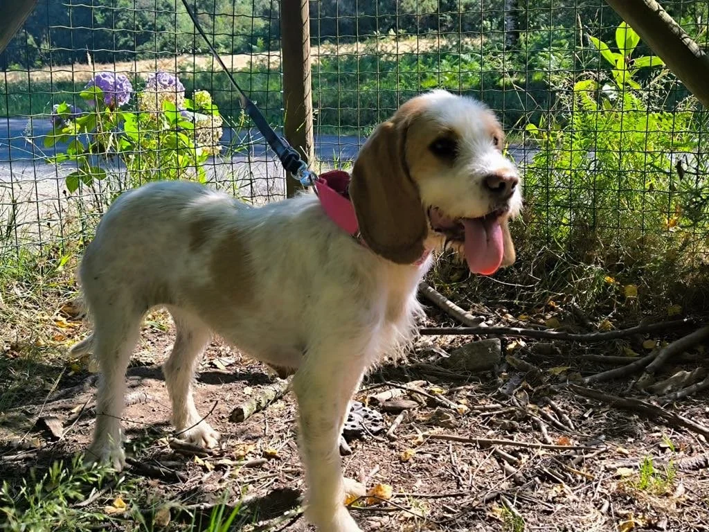 Lamparas-Adopta un sabueso-Adopta un perro de Lugo, Galicia-Ayuda a los perros callejeros, perros en adopción, adopta un perro, Protectora de Xermade, Animals Help10.jpeg