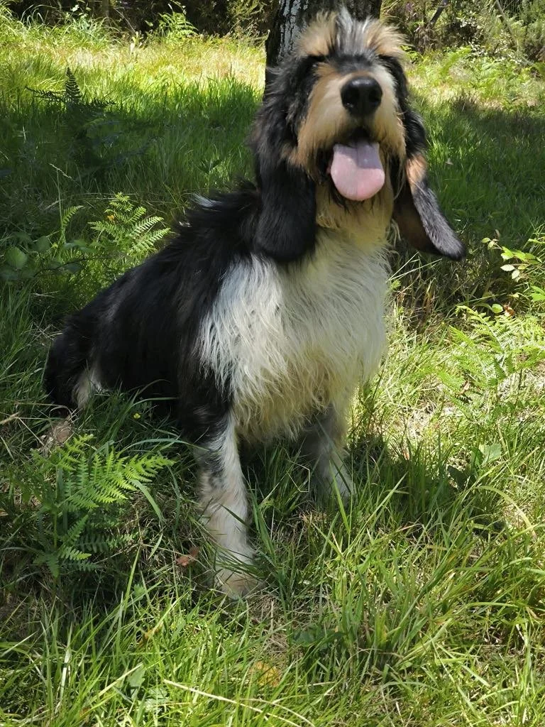 Foto de Rus, un perro grifón disponible para adopción en Animals Help, Protectora de Xermade, en Lugo, Galicia. Adopta un perro, ayuda a los perros abandonados.