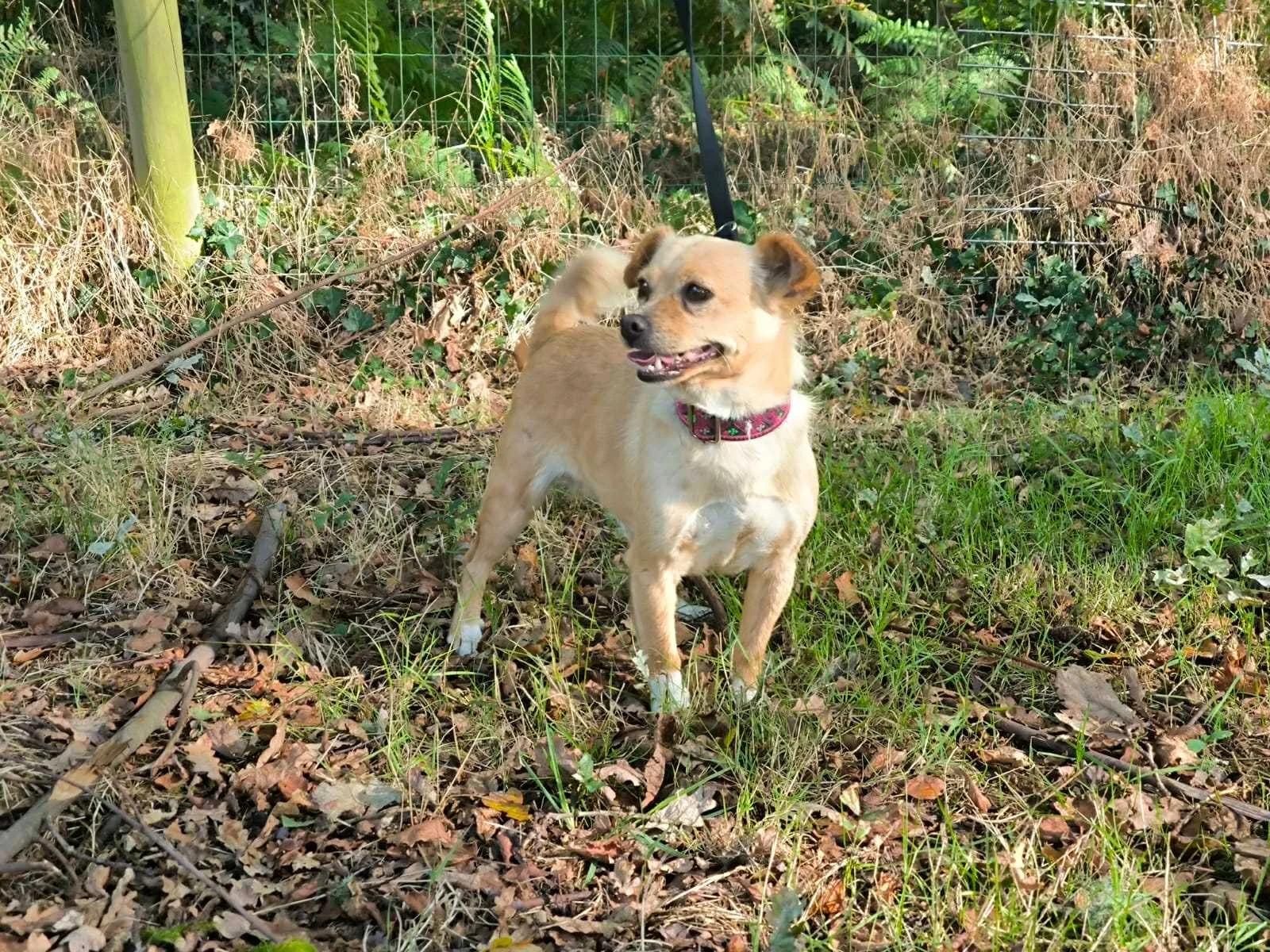 Foto de Chloe, una perrita disponible para adopción en el refugio de Xermade, Galicia, España. Adopte un perro Lugo, perros en adopción Galicia. Adoptar perro Lugo, Galicia, perros en adopción