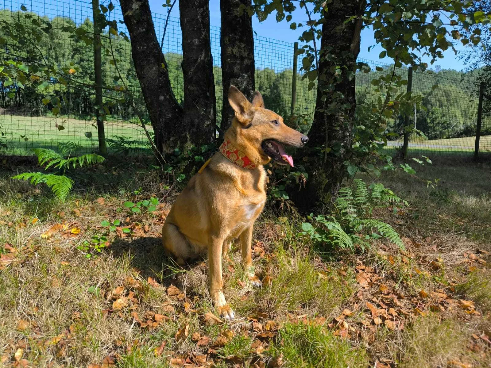 Pantera-Adoptar un perro-Adopta un perro-Adopta un perro de Lugo, Galicia-Ayuda a los perros callejeros, perros en adopción Lugo, adopciones perros Galicia, Protectora de Xermade, Animals Help5.jpeg