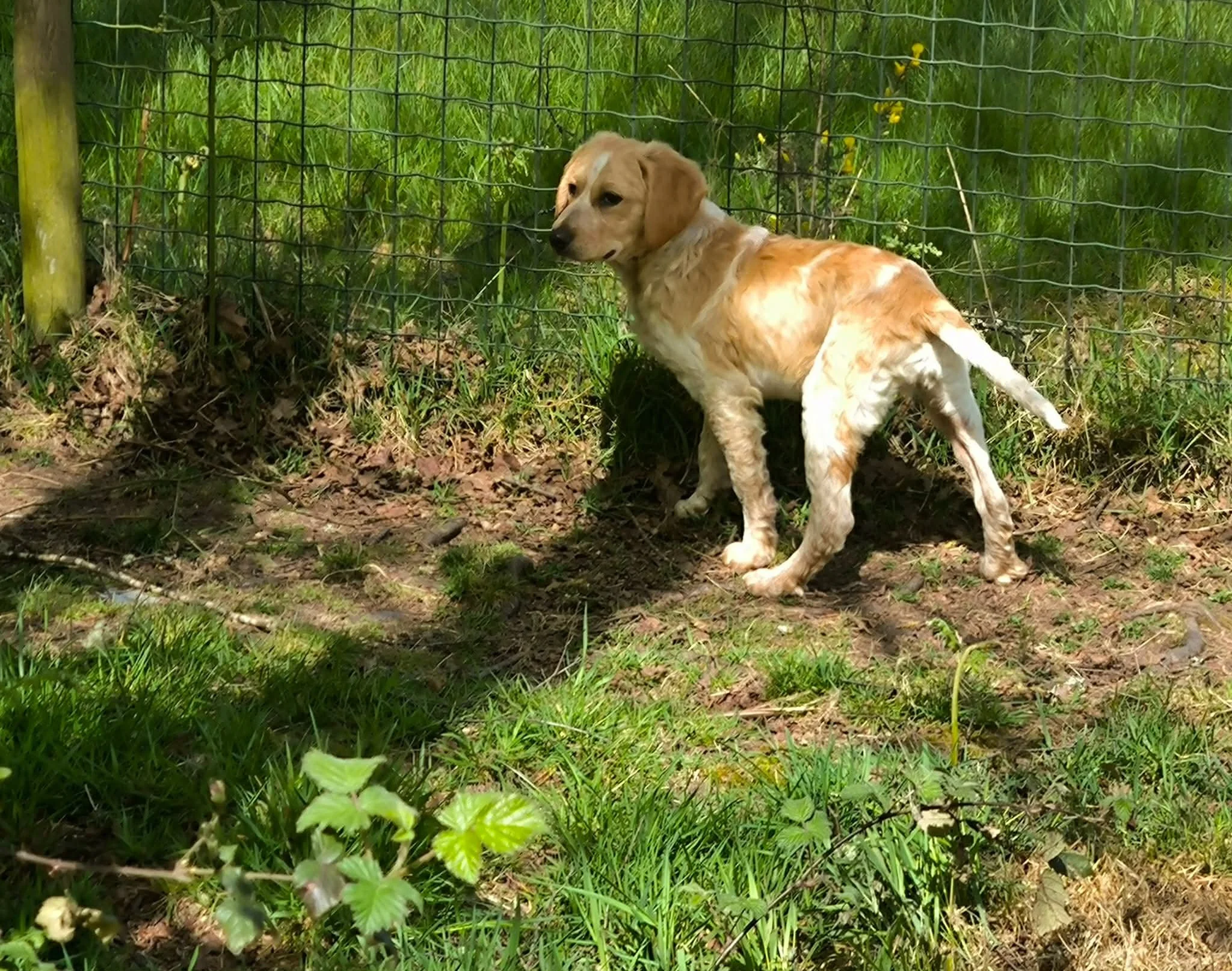 Setter mix cachorros para adopcion-adopte un perro lugo-Adoptar perro lugo-perros en adopcion Galicia-adoptar perro Galicia-Adopte un perro Lugo-perros en adopcion Lugo-Perros de refugio3.jpg