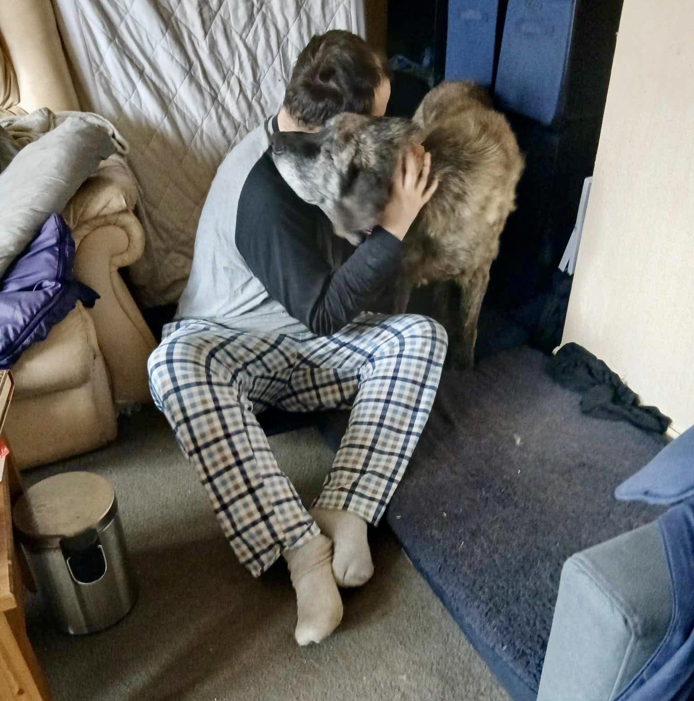 Foto de Apolo, un mastín español disponible para adopción en Animals Help, Protectora de Xermade, en Lugo, Galicia. Adopta un perro, ayuda a los perros abandonados.