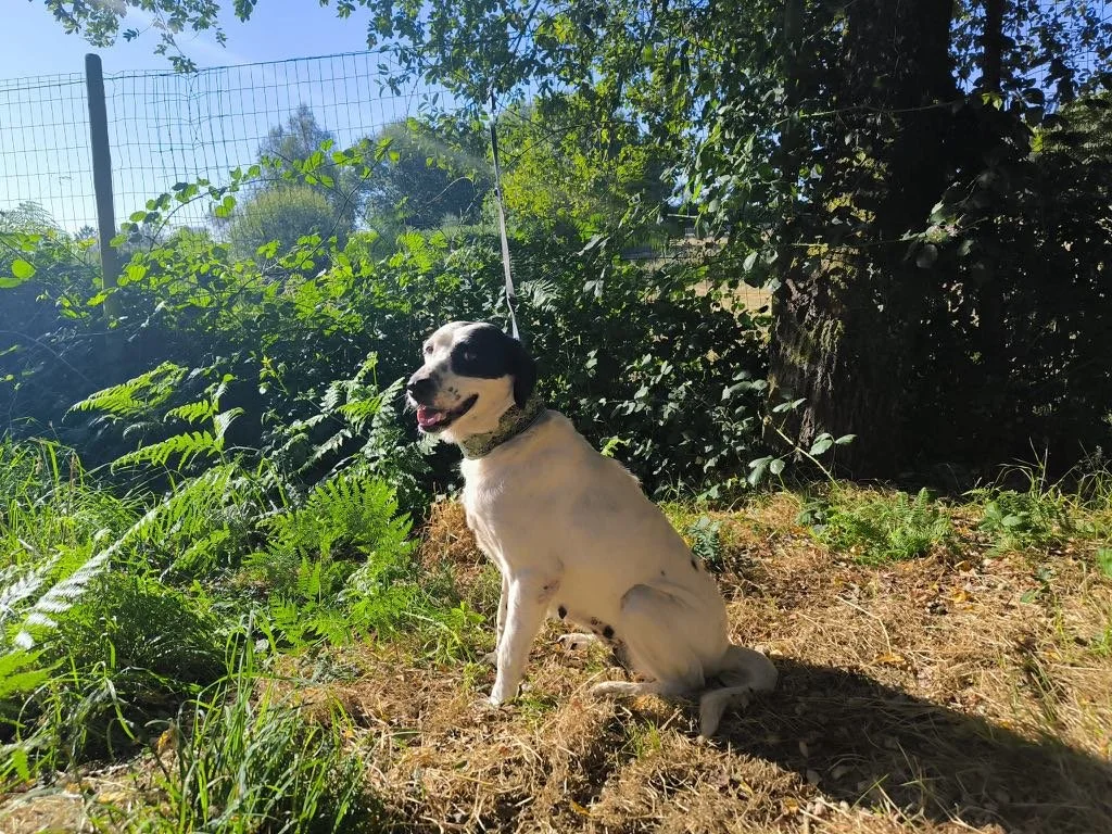 Foto de Natasha, una perra de 6 años disponible para adopción en Animals Help, Protectora de Xermade, en Lugo, Galicia. Adopta un perro, ayuda a que los perros se queden en España.