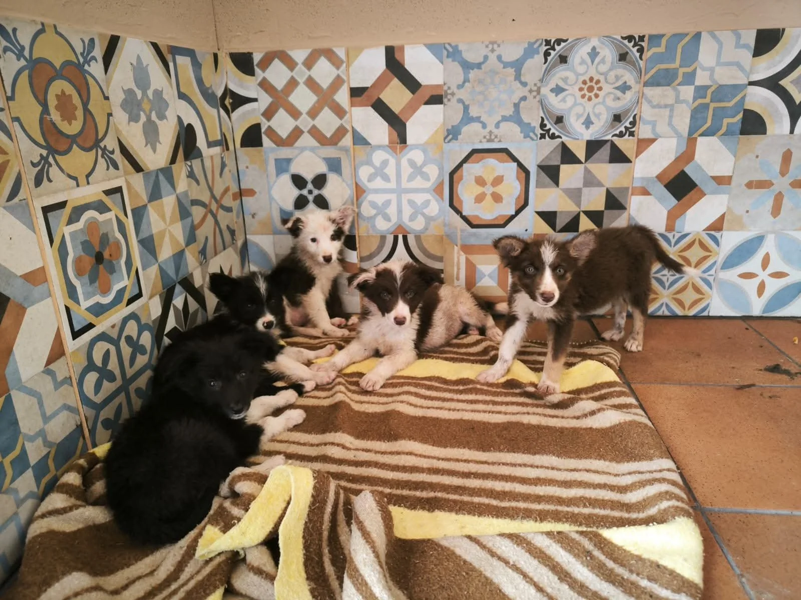 Cachorros de Border Collie en adopción en Lugo, Galicia: adopta un cachorro de un refugio del norte de España.-2.jpeg