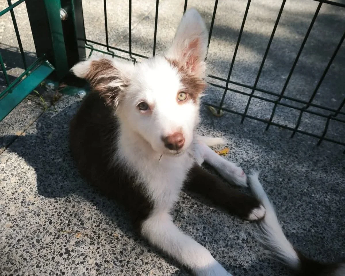 Cachorros de Border Collie en adopción en Lugo, Galicia: adopta un cachorro de un refugio del norte de España