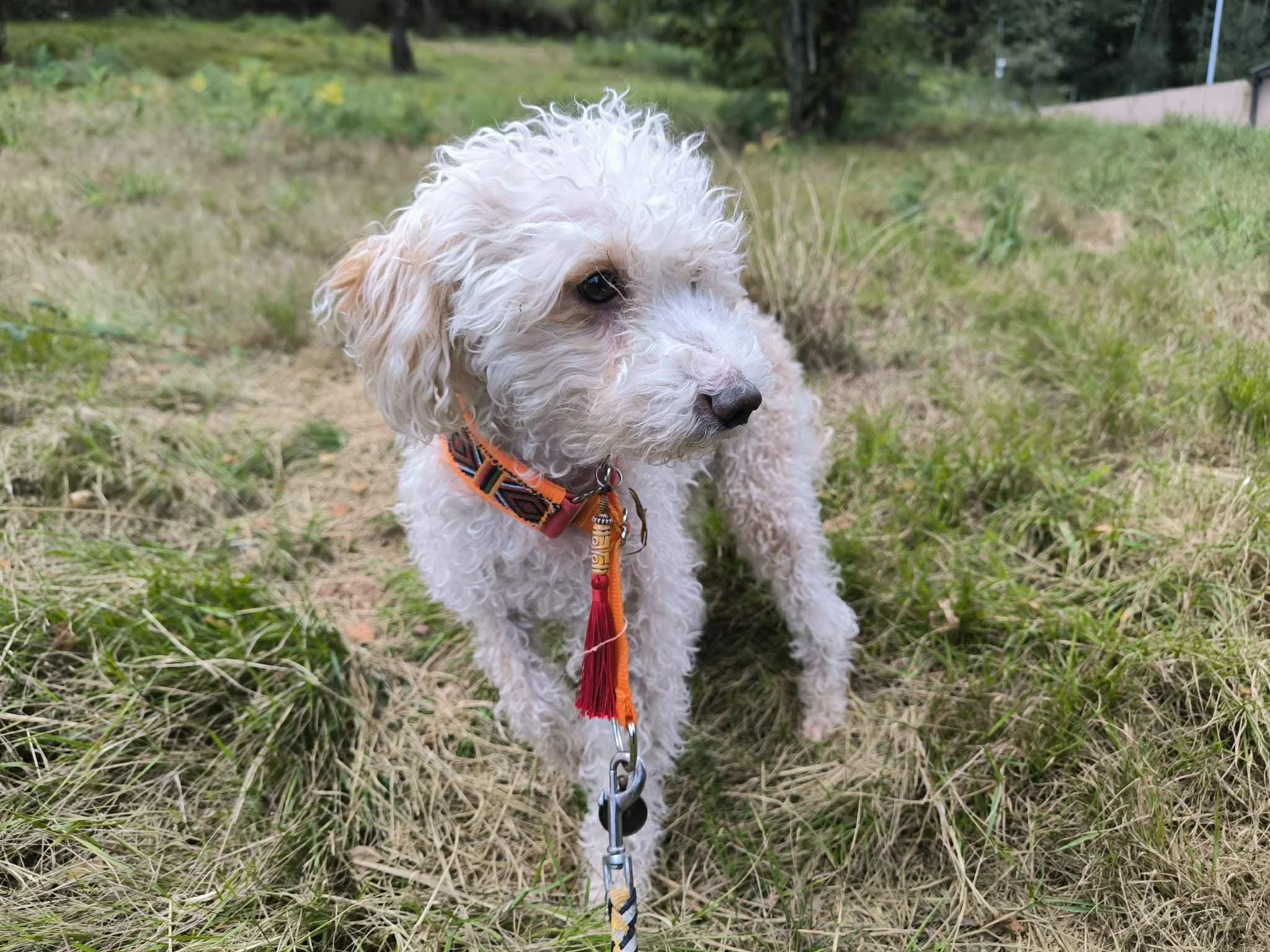 Goku-Adopta un perro mayor pequeño-Adopta un perro-Adopta un perro de Lugo, Galicia-Ayuda a los perros callejeros, perros en adopción, adopta un perro, Protectora de Xermade, Animals Help5.jpeg