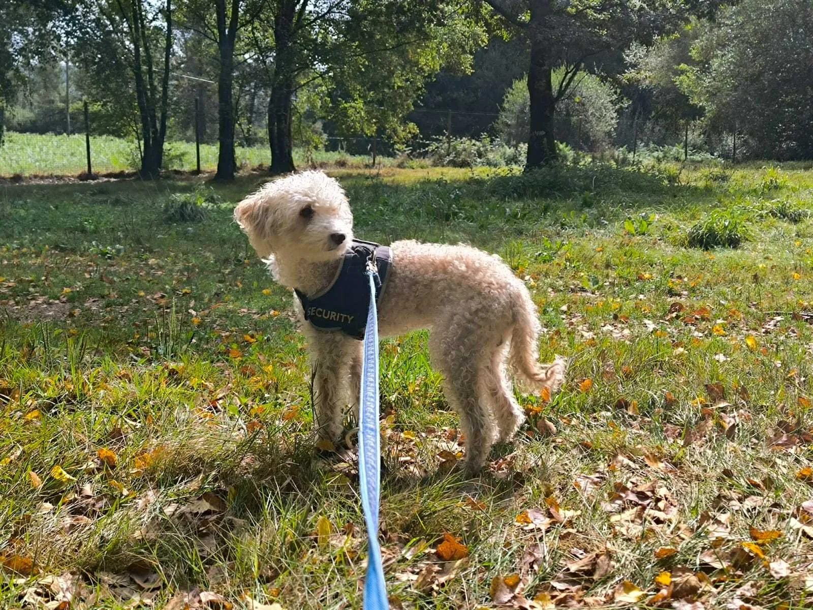 Goku-Adopta un perro mayor pequeño-Adopta un perro-Adopta un perro de Lugo, Galicia-Ayuda a los perros callejeros, perros en adopción, adopta un perro, Protectora de Xermade, Animals Help1.jpeg
