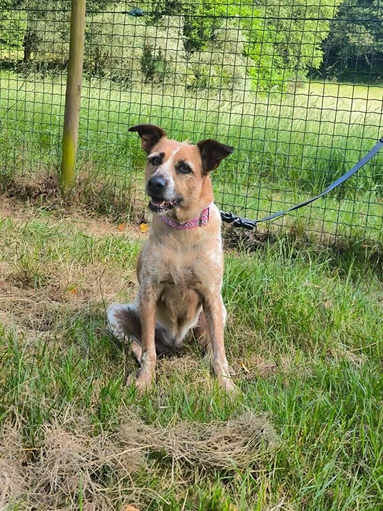 Foto de Libia, una perra de 9 años disponible para adopción en Animals Help, Protectora de Xermade, en Lugo, Galicia. Adopta un perro, ayuda a que los perros se queden en España.
