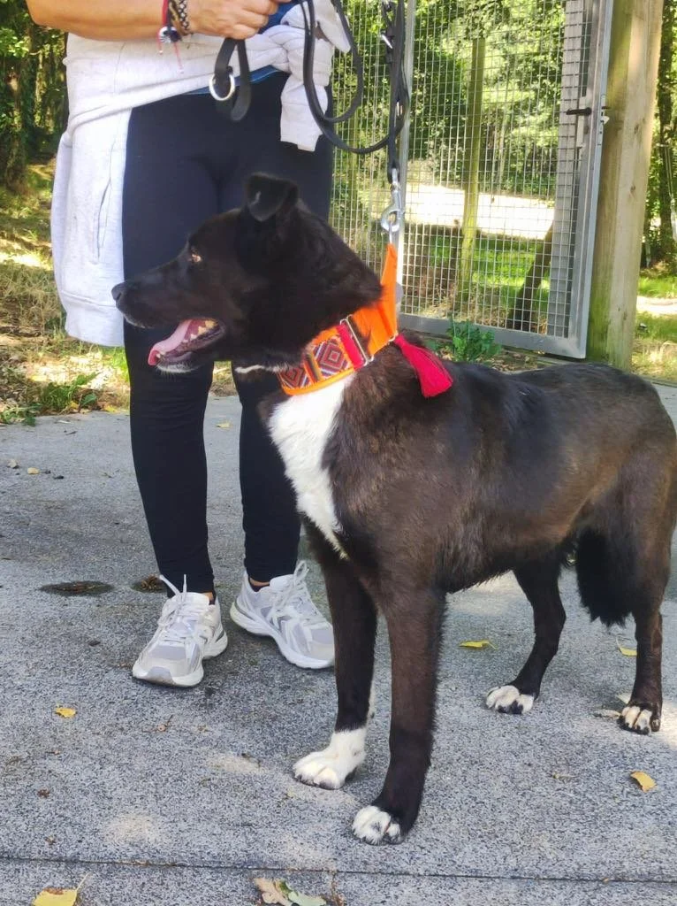 Foto de Daneris, un perro blanco y negro de 3 años disponible para adopción en Animals Help, Protectora de Xermade, en Lugo, Galicia. Adopta un perro, ayuda a que los perros se queden en España.