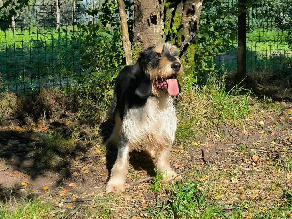 Foto de Rus, un perro grifón disponible para adopción en Animals Help, Protectora de Xermade, en Lugo, Galicia. Adopta un perro, ayuda a los perros abandonados.