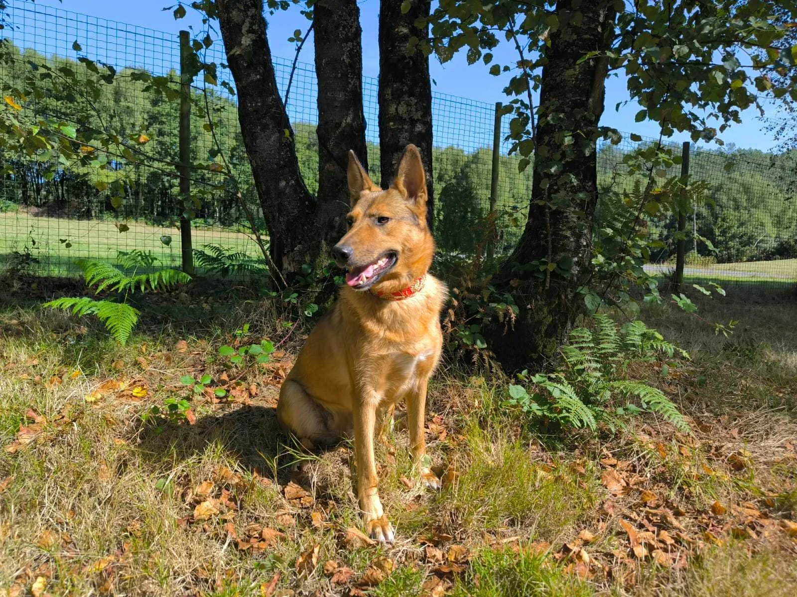 Pantera-Adoptar un perro-Adopta un perro-Adopta un perro de Lugo, Galicia-Ayuda a los perros callejeros, perros en adopción Lugo, adopciones perros Galicia, Protectora de Xermade, Animals Help6.jpeg