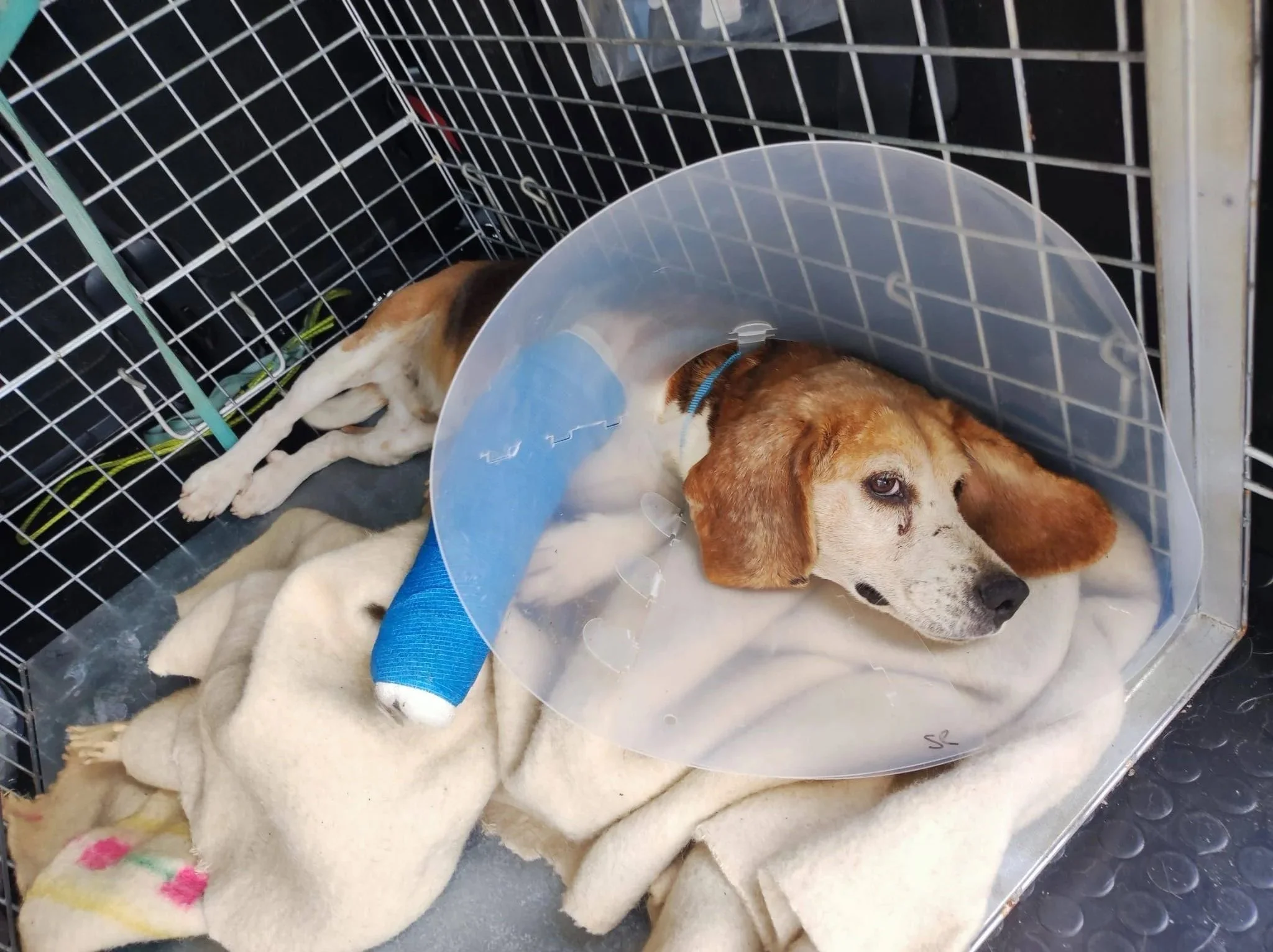 Senior+Beagle-adopte+un+perro+lugo-Adoptar+perro+lugo-Adopte+un+perro+Lugo-perros+en+adopcion+Galicia-adoptar+perro+Galicia-Adopte+un+perro+Lugo-perros+en+adopcion+Lugo-Adoptar+perro+Lugo3.jpg