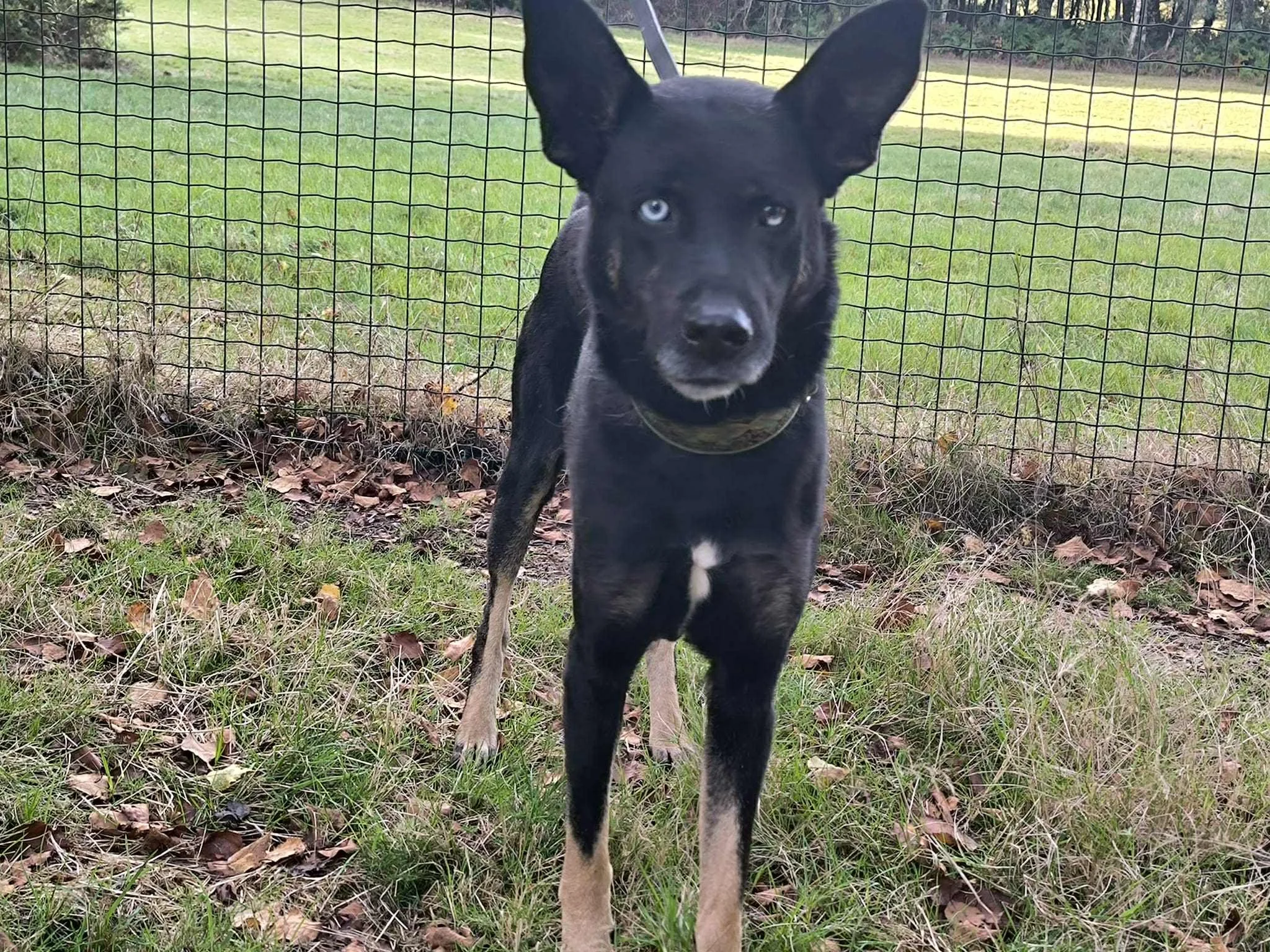 Foto de Lorca, un perro negro disponible para adopción en Galicia, España-adopción perros galicia-adopciones perros Lugo galicia, adoptar perro lugo