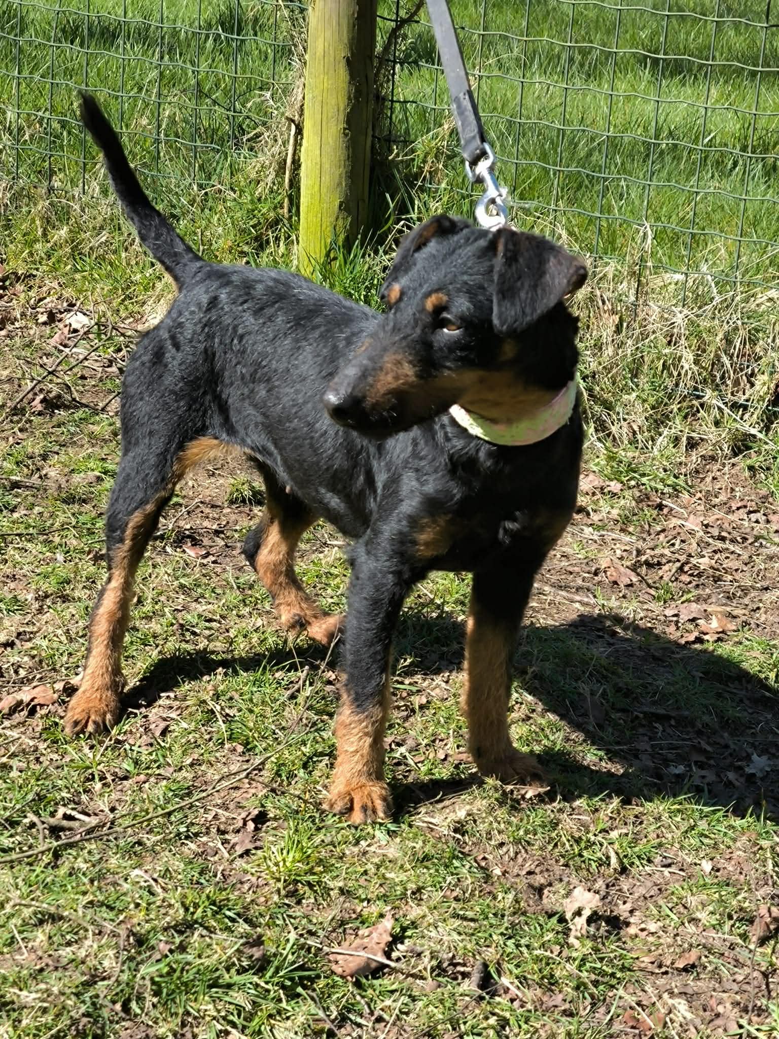 Adopte un perro Lugo-perros en adopcion Galicia-adoptar perro Galicia-Adopte un perro Lugo-perros en adopcion Lugo-Adoptar perro Lugo-Protectora en Xermade Lugo Galicia