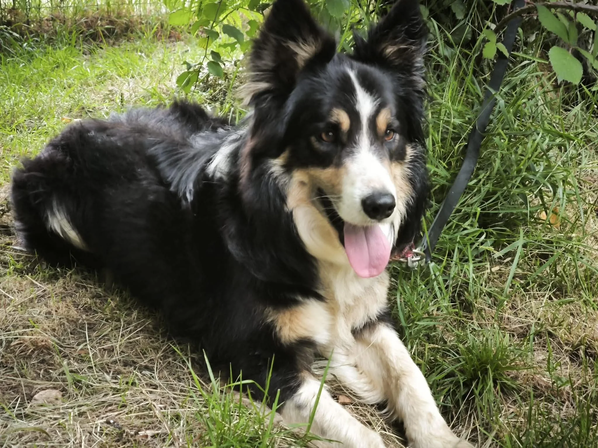 Luca-perros en adopcion Lugo-adoptar perro galicia-adopte un perro lugo-Adopte un perro lugo-perros en adopcion Lugo Galicia-Perros de refugio-Protectora de Xermade4.jpg
