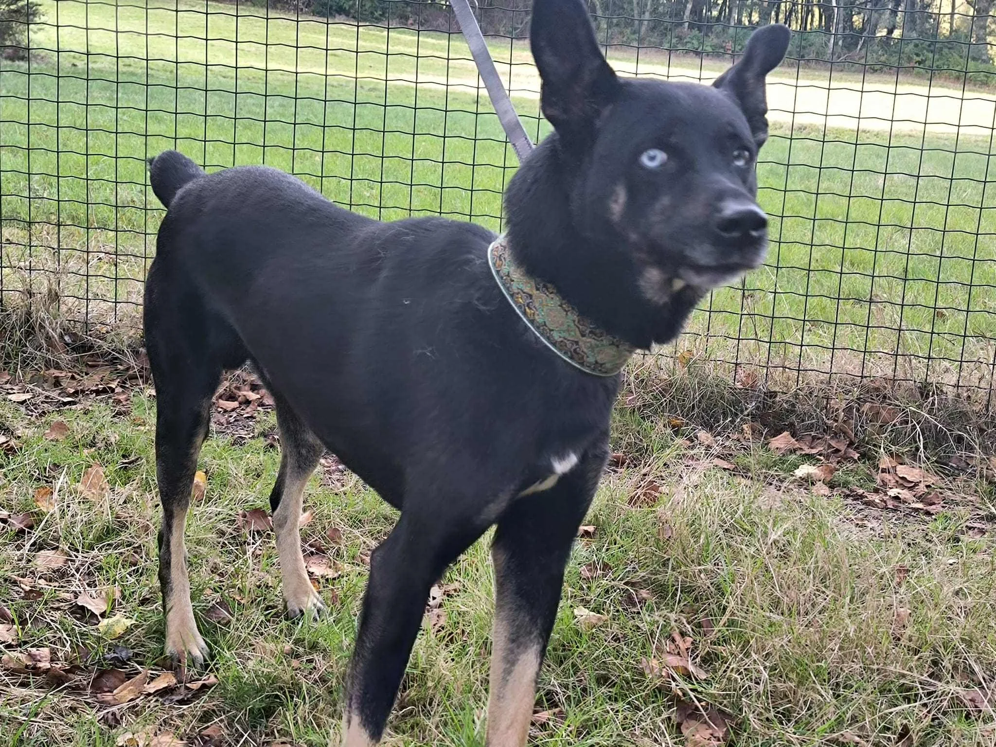 Foto de Lorca, un perro negro disponible para adopción en Galicia, España-adopción perros galicia-adopciones perros Lugo galicia, adoptar perro lugo