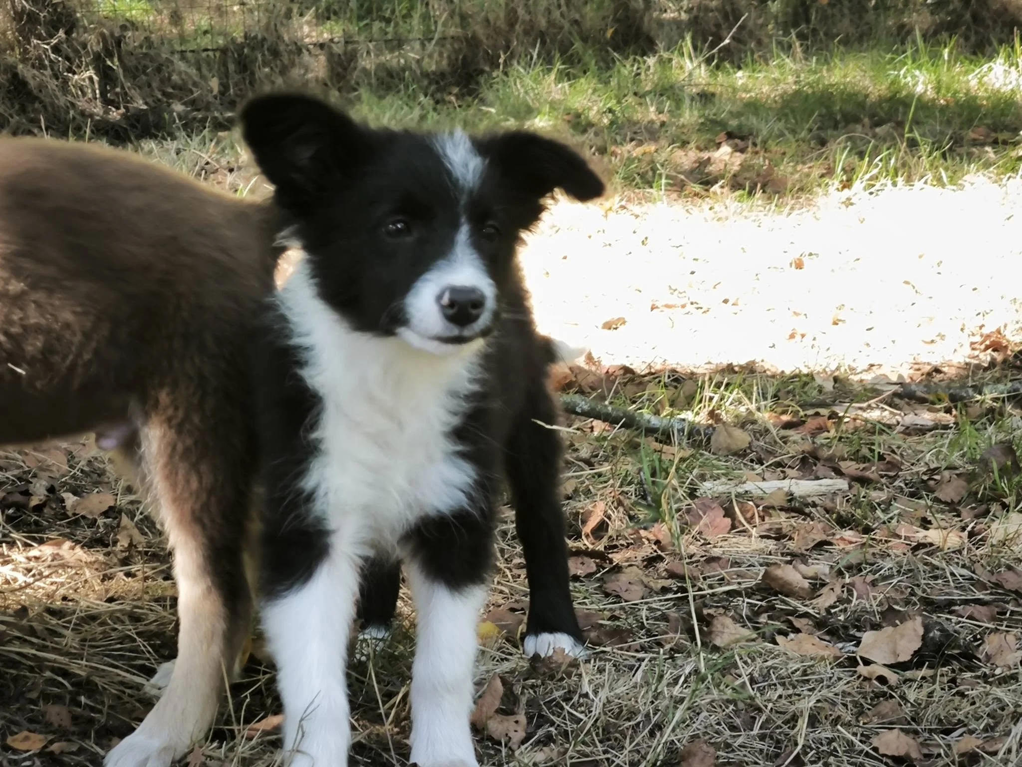 Cachorros de Border Collie en adopción en Lugo, Galicia: adopta un cachorro de un refugio del norte de España