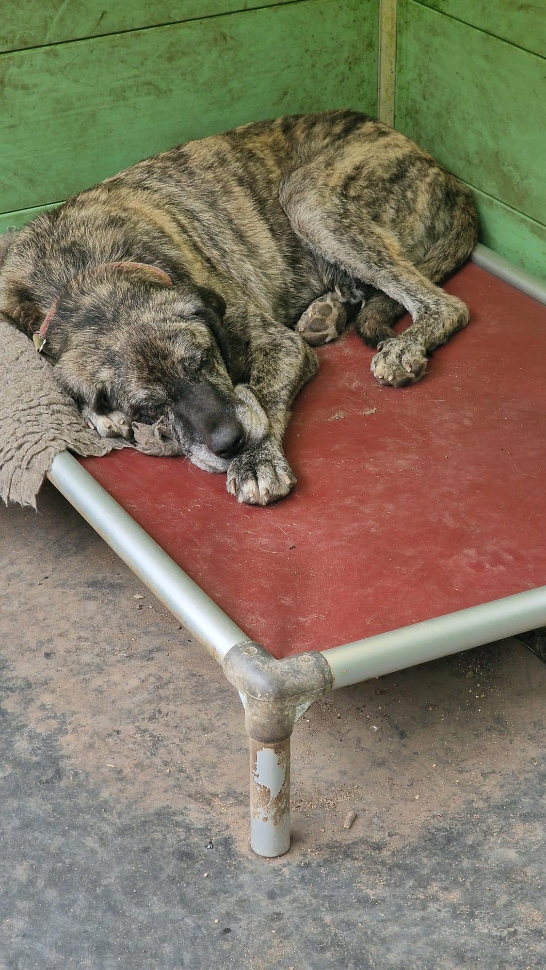 Apollo_adopt Spanish Mastin England UK Dorset adopt a senior dog rescue dog stray dog Spanish Happy Tails Rescue UK3.jpg