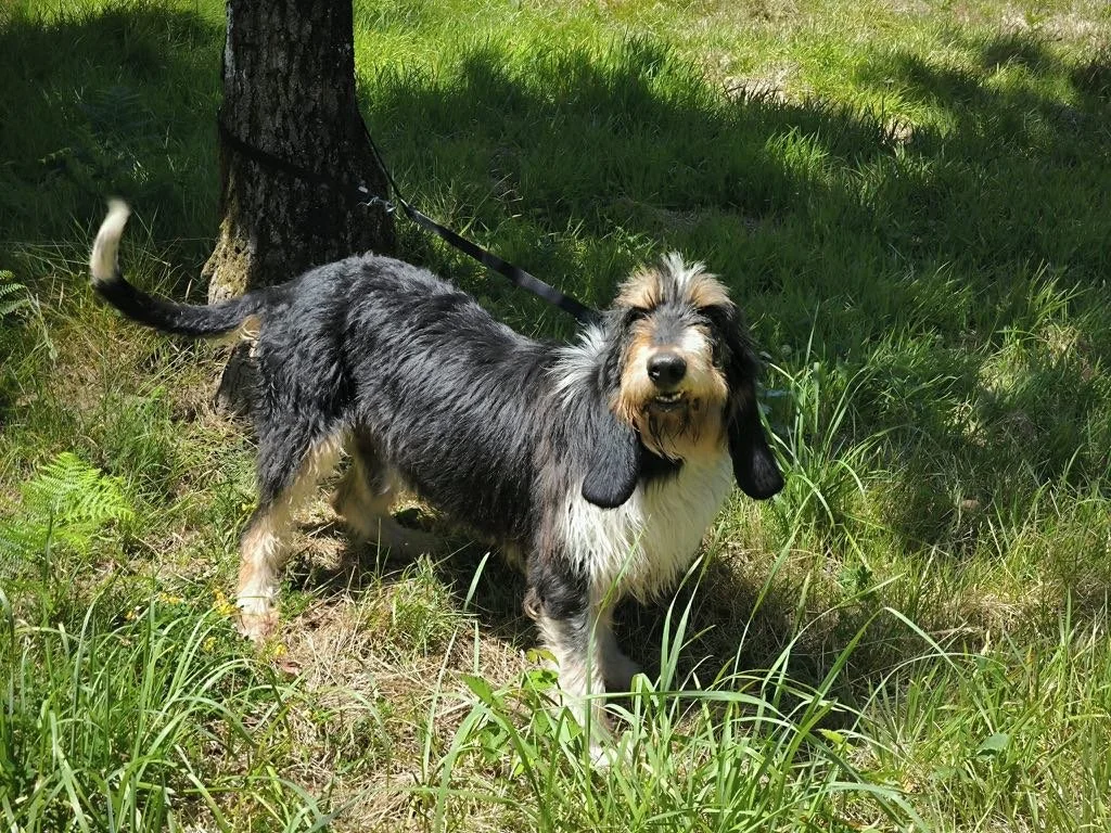 Foto de Rus, un perro grifón disponible para adopción en Animals Help, Protectora de Xermade, en Lugo, Galicia. Adopta un perro, ayuda a los perros abandonados.