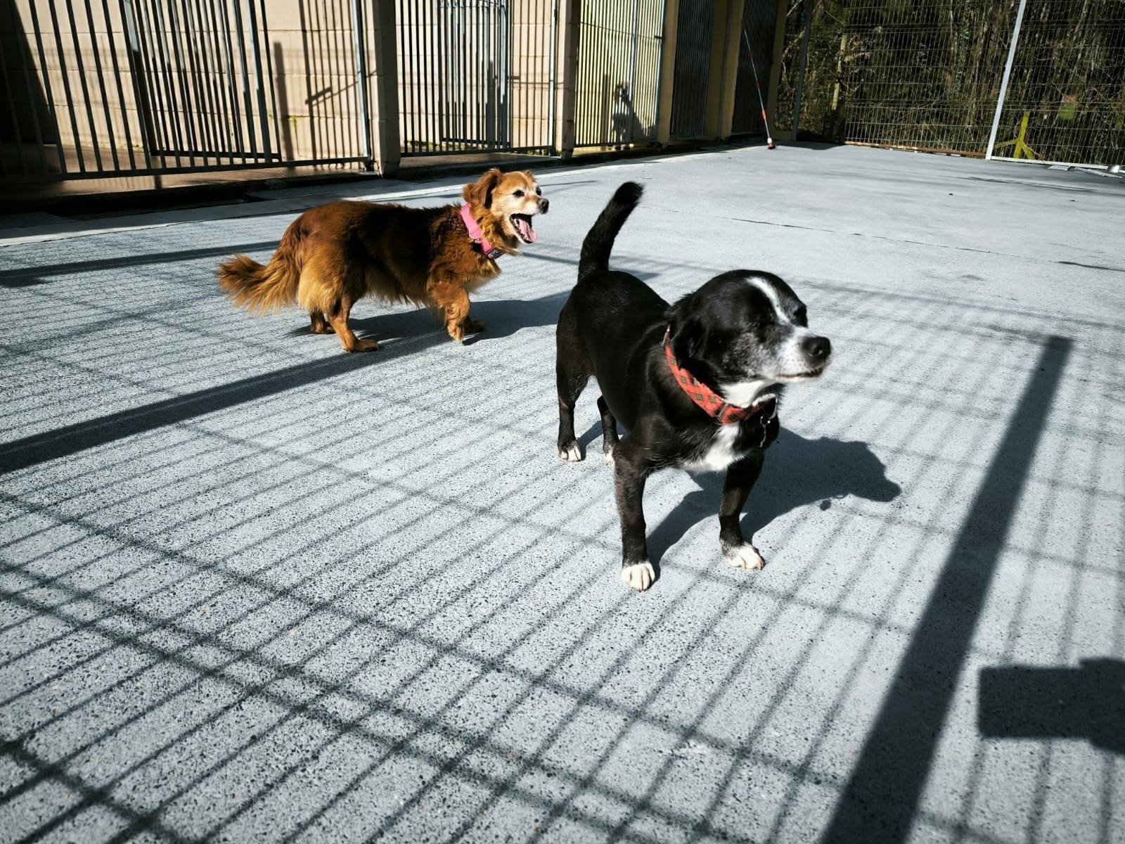 Foto de Perico y Pipa, un pequeño perro mayor negro que fue rescatado de un Pererra, ahora seguro y disponible para adopción en la Protectora de Lugo, España